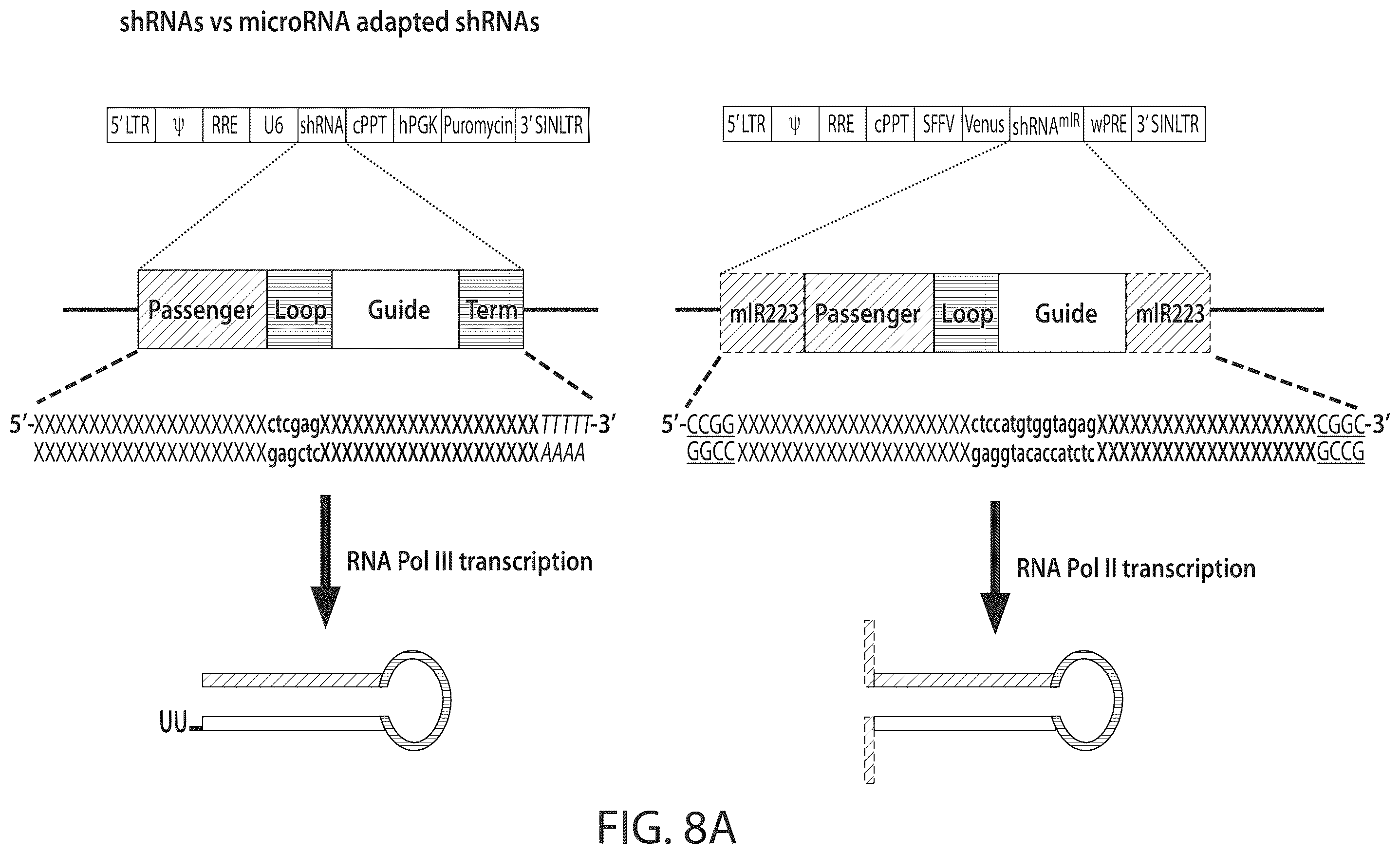 Patent US12350284 Figure 8 – BCL11A microRNAs for treating hemoglobinopathies