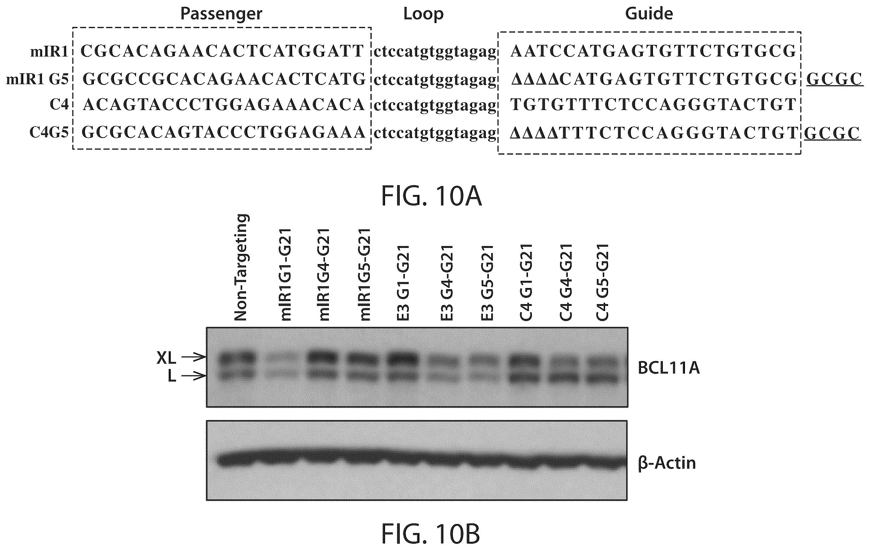 Patent US12350284 Figure 15 – BCL11A microRNAs for treating hemoglobinopathies
