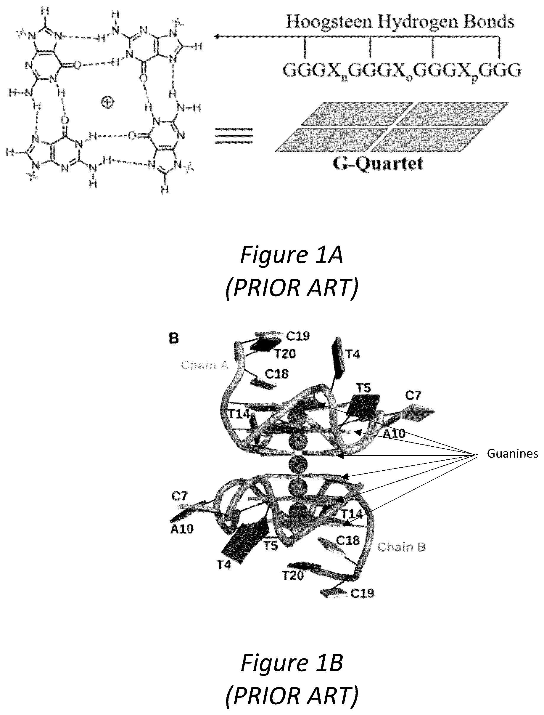 Patent US12350286 Figure 1 – Polypeptides directed against viral infection and uses thereof