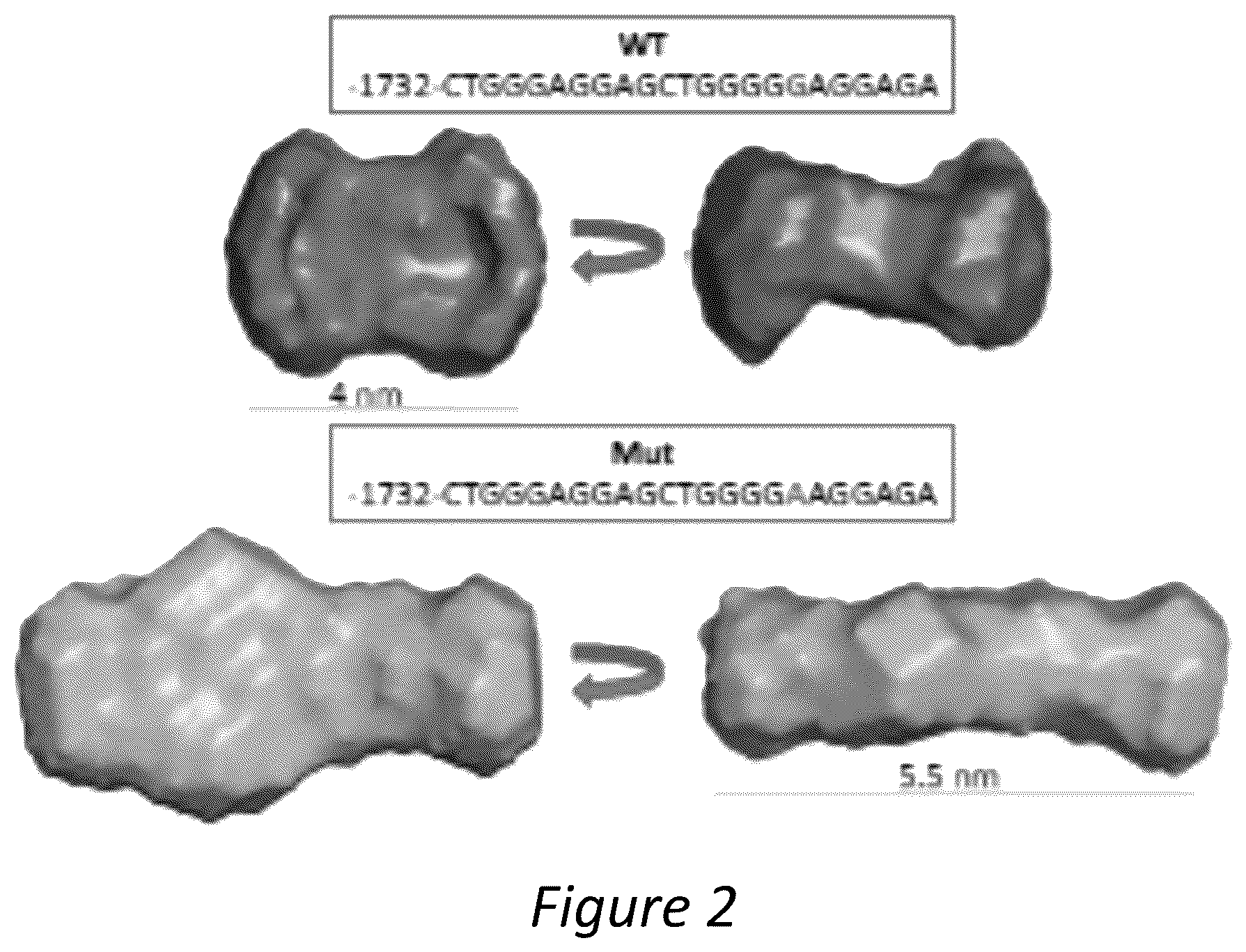Patent US12350286 Figure 2 – Polypeptides directed against viral infection and uses thereof