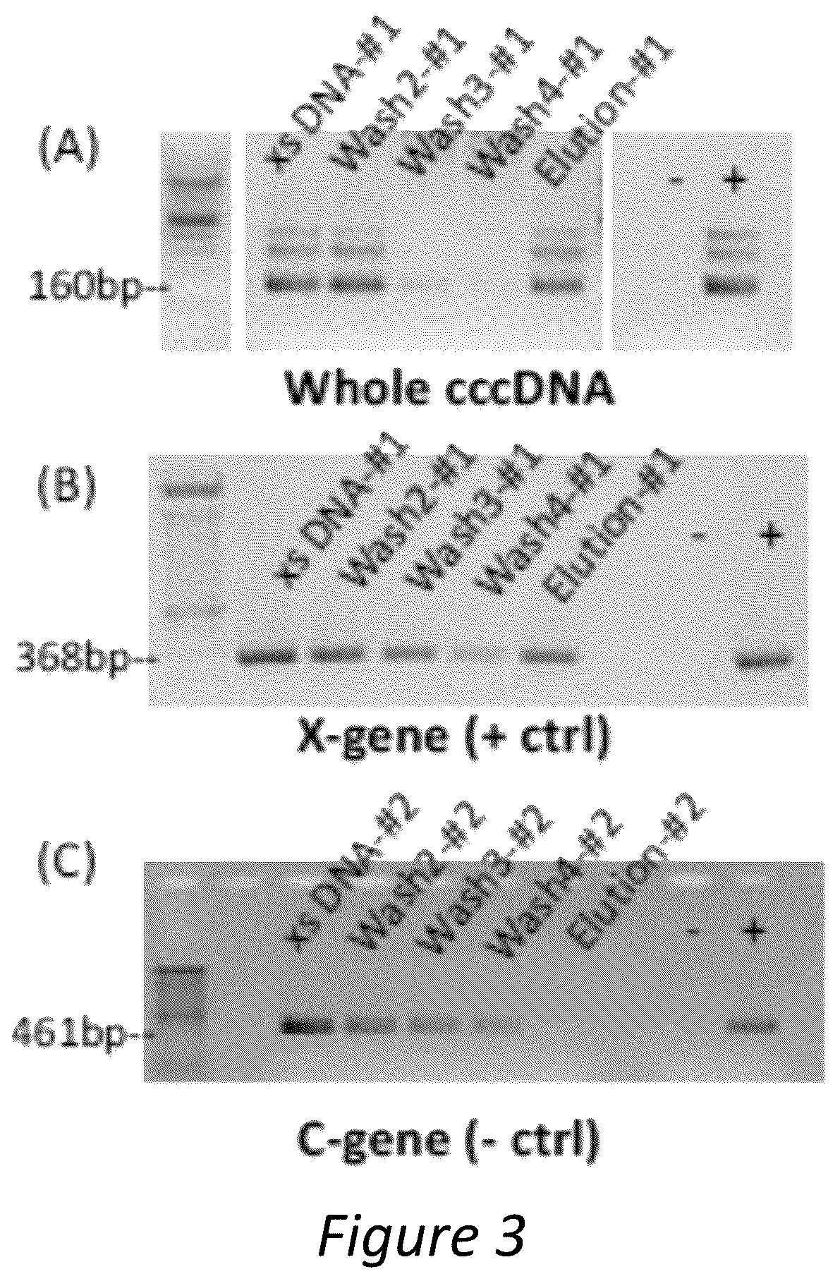 Patent US12350286 Figure 3 – Polypeptides directed against viral infection and uses thereof