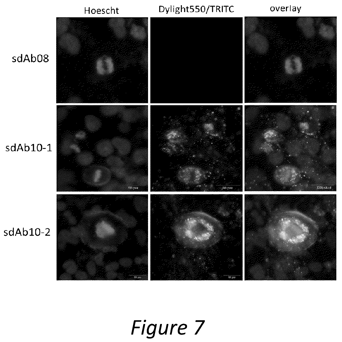 Patent US12350286 Figure 7 – Polypeptides directed against viral infection and uses thereof