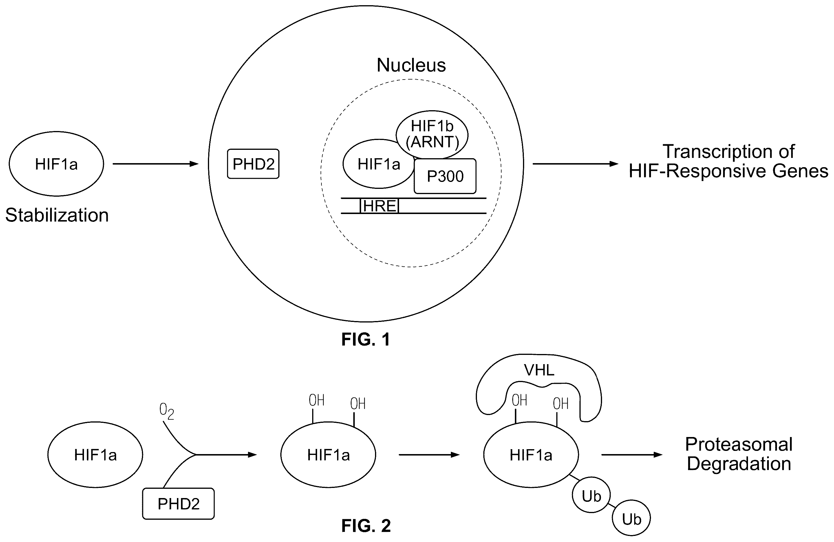 Patent US12350290 Figure 1 – Compositions and methods that promote hypoxia or the hypoxia response for treatment and prevention of mitochondrial dysfunction and oxidative stress disorders