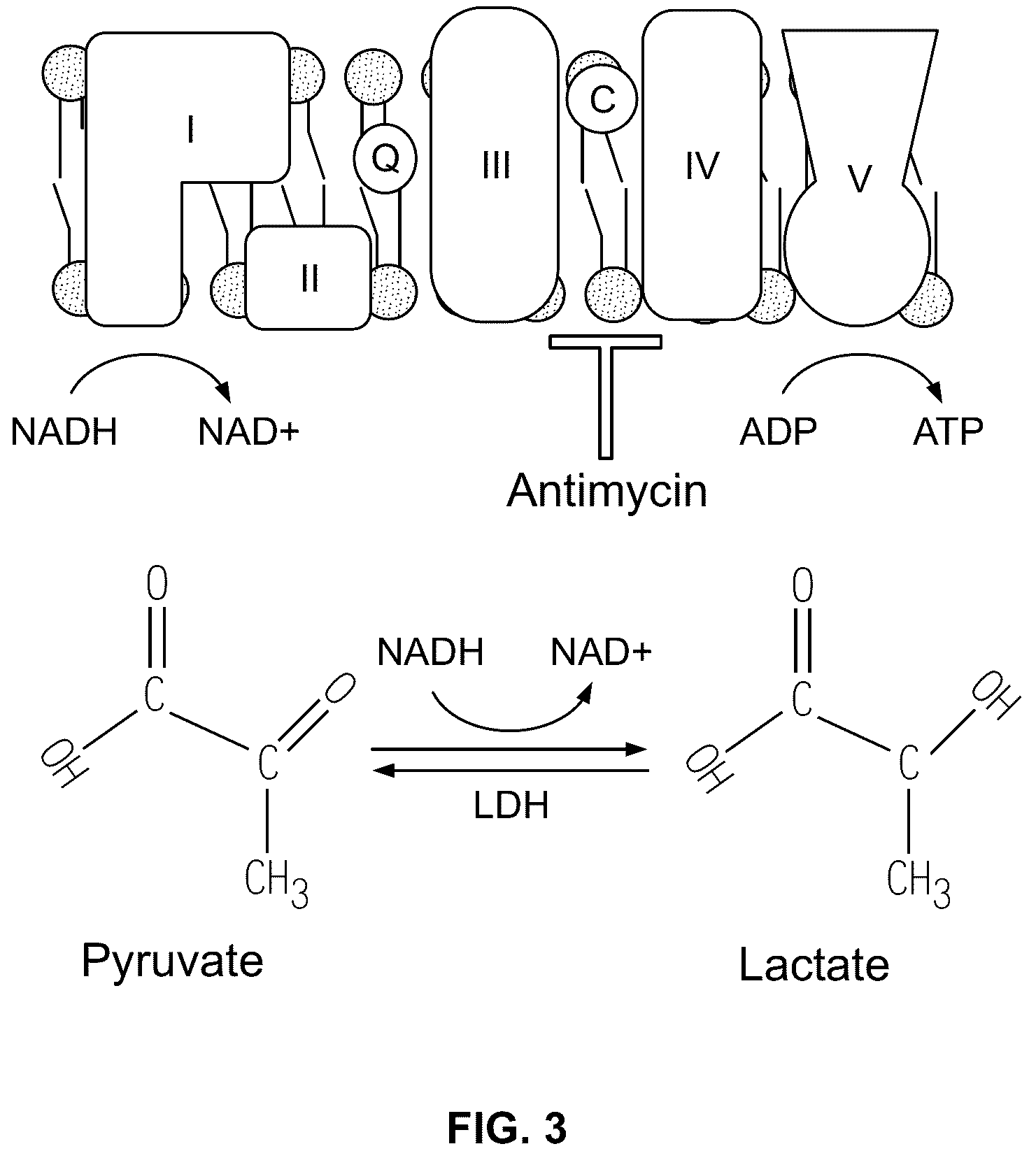 Patent US12350290 Figure 2 – Compositions and methods that promote hypoxia or the hypoxia response for treatment and prevention of mitochondrial dysfunction and oxidative stress disorders