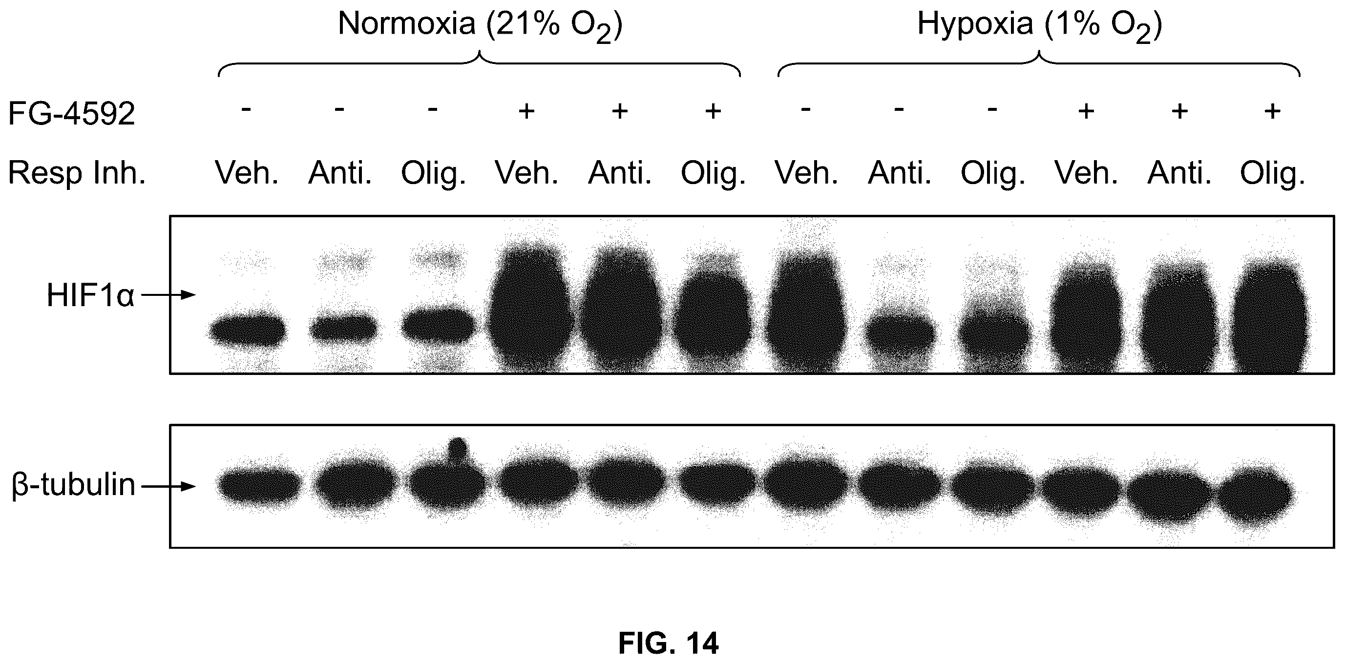 Patent US12350290 Figure 11 – Compositions and methods that promote hypoxia or the hypoxia response for treatment and prevention of mitochondrial dysfunction and oxidative stress disorders