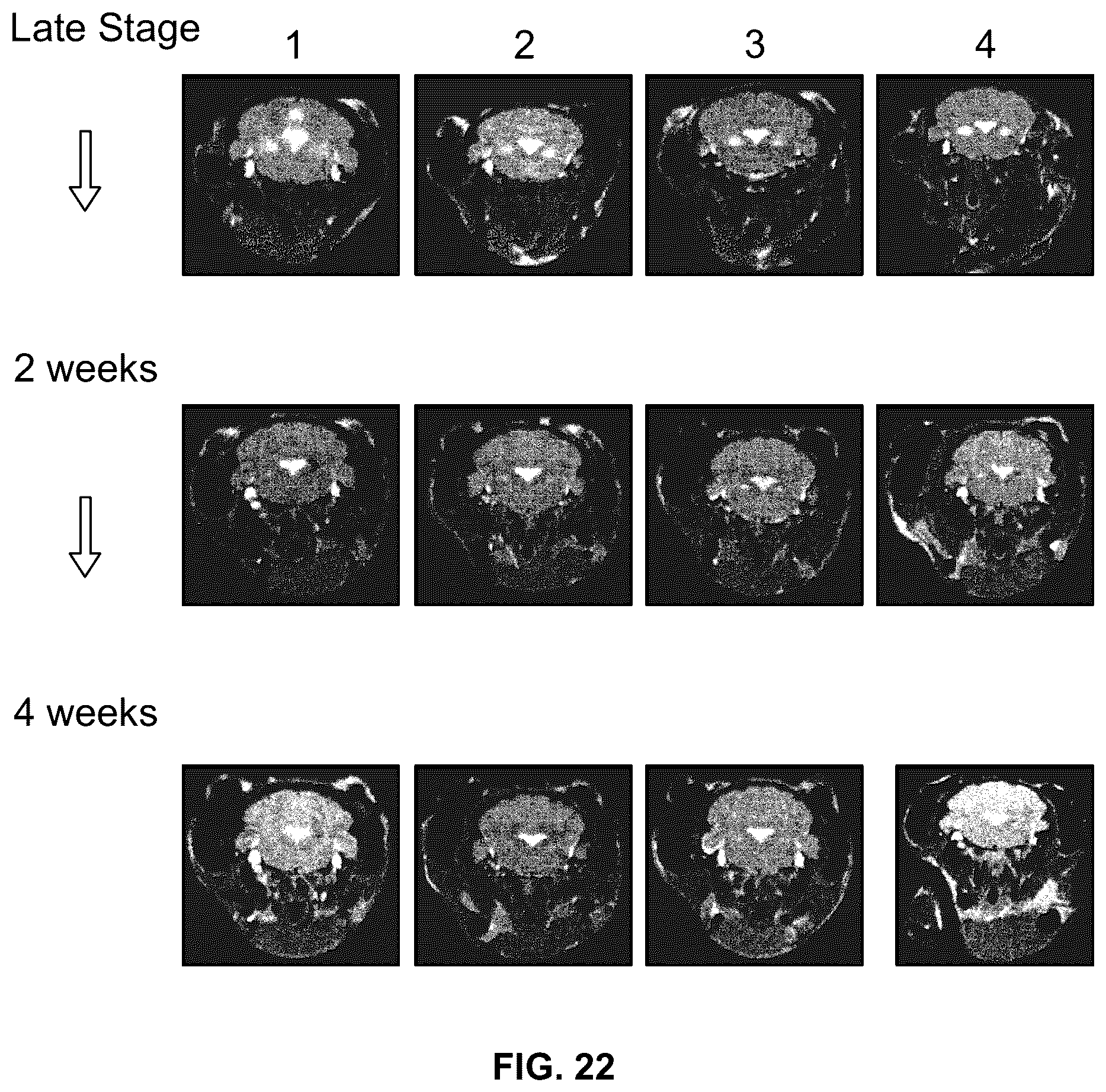Patent US12350290 Figure 20 – Compositions and methods that promote hypoxia or the hypoxia response for treatment and prevention of mitochondrial dysfunction and oxidative stress disorders