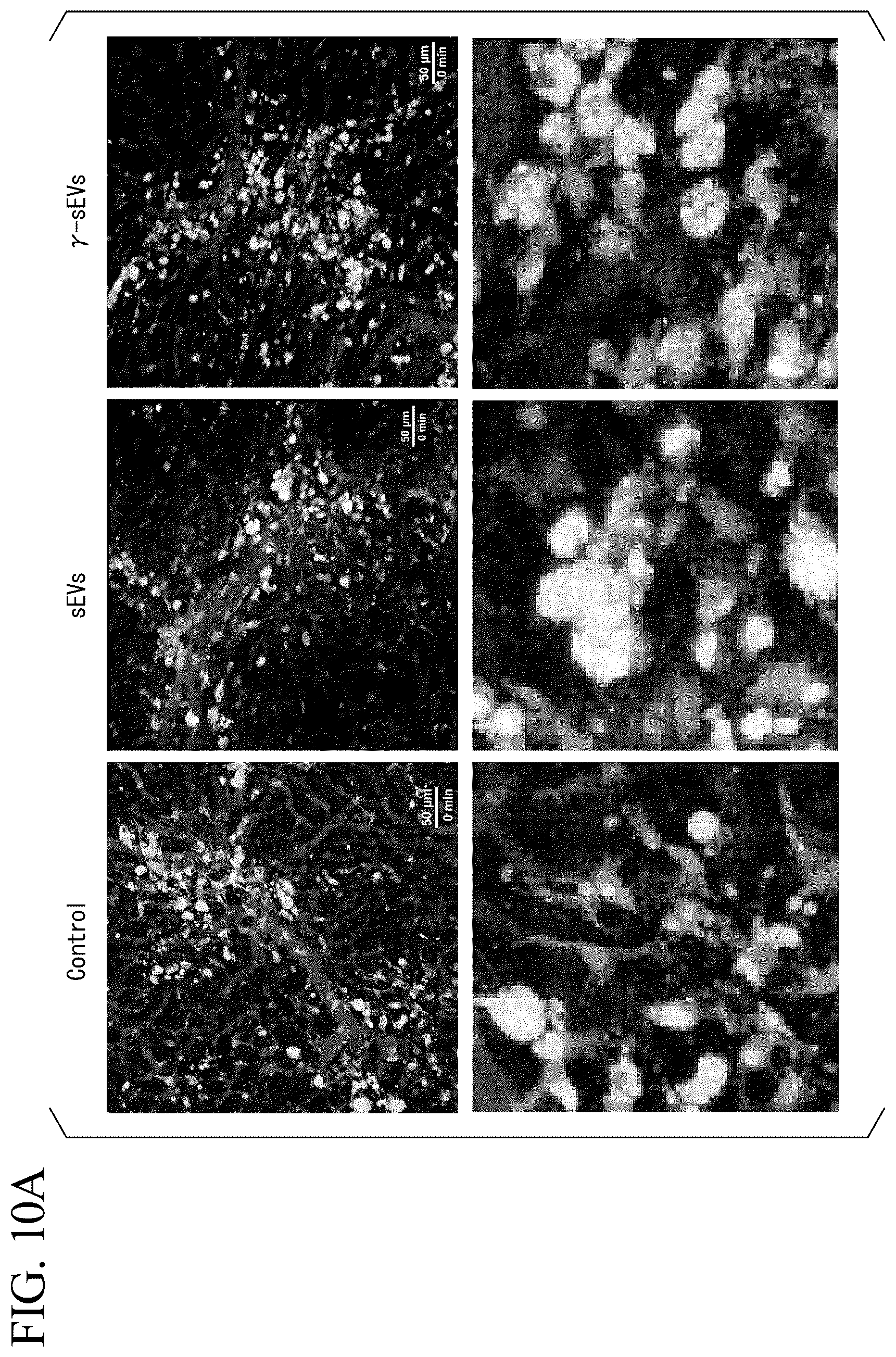 Patent US12350293 Figure 14 – Induction method for macrophage, anti-inflammatory macrophage-inducing agent, and pharmaceutical composition