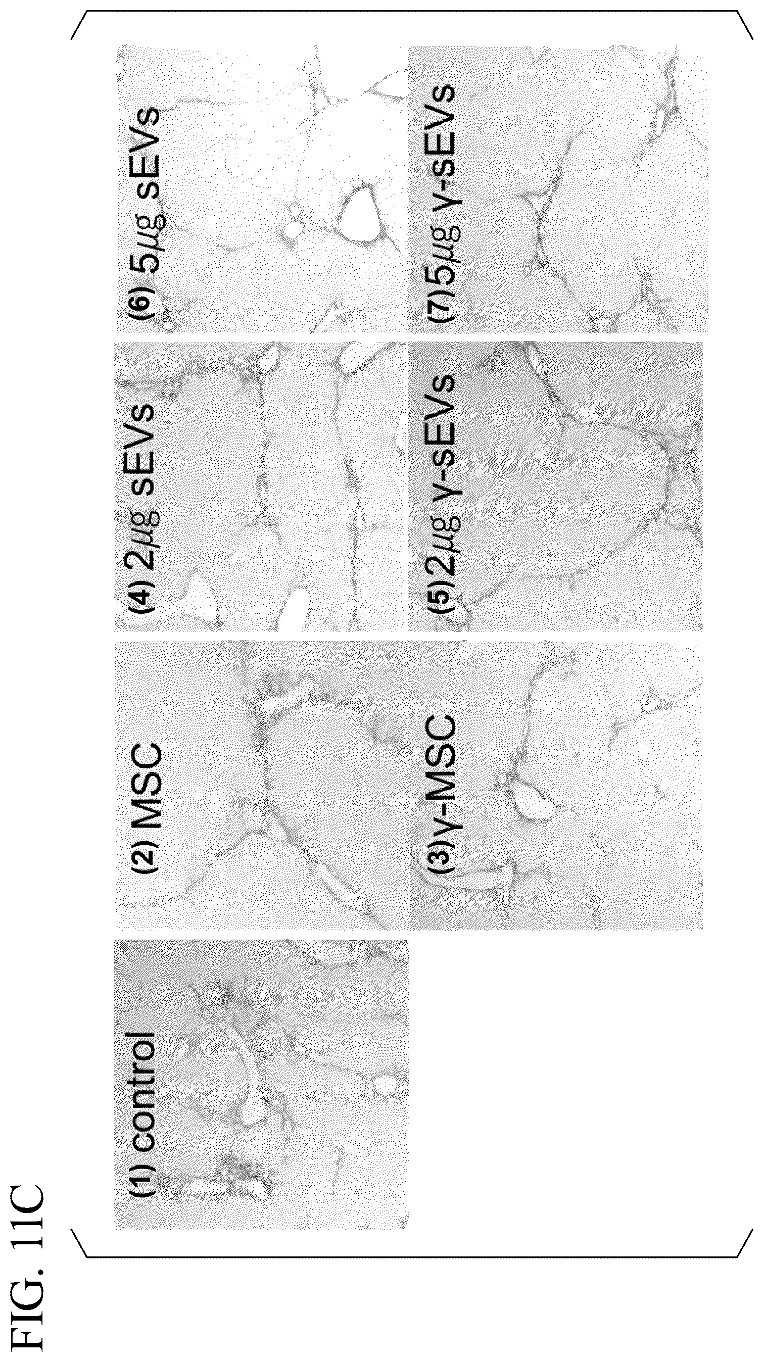 Patent US12350293 Figure 18 – Induction method for macrophage, anti-inflammatory macrophage-inducing agent, and pharmaceutical composition
