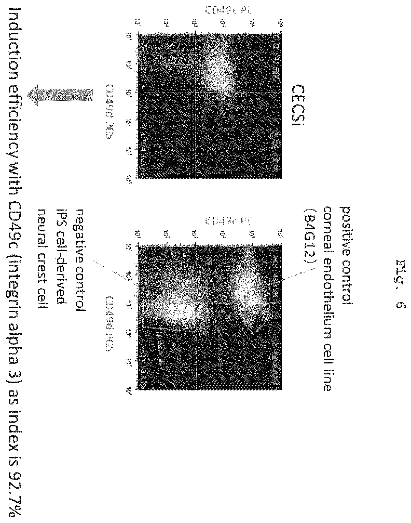 Patent US12350294 Figure 5 – Medium comprising serum replacement, IGF1, STAT3 activator and adrenal gland hormone without BFGF or rock inhibitor for producing corneal endothelial substitute cells from iPS cells and a method thereof