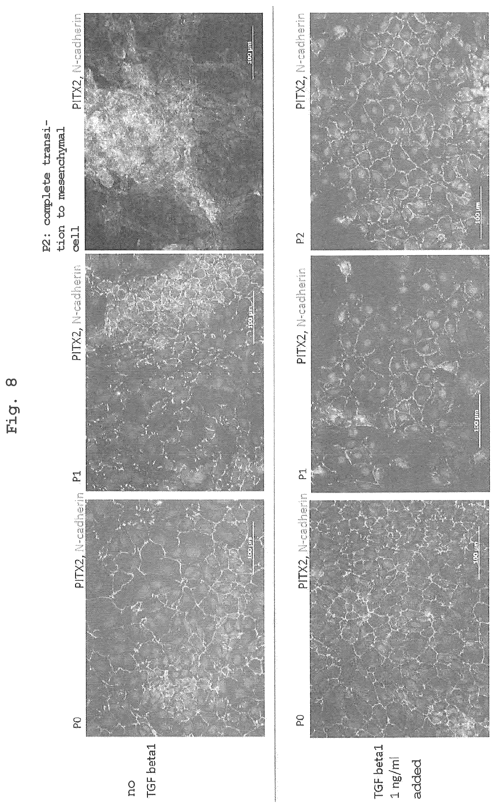 Patent US12350294 Figure 7 – Medium comprising serum replacement, IGF1, STAT3 activator and adrenal gland hormone without BFGF or rock inhibitor for producing corneal endothelial substitute cells from iPS cells and a method thereof
