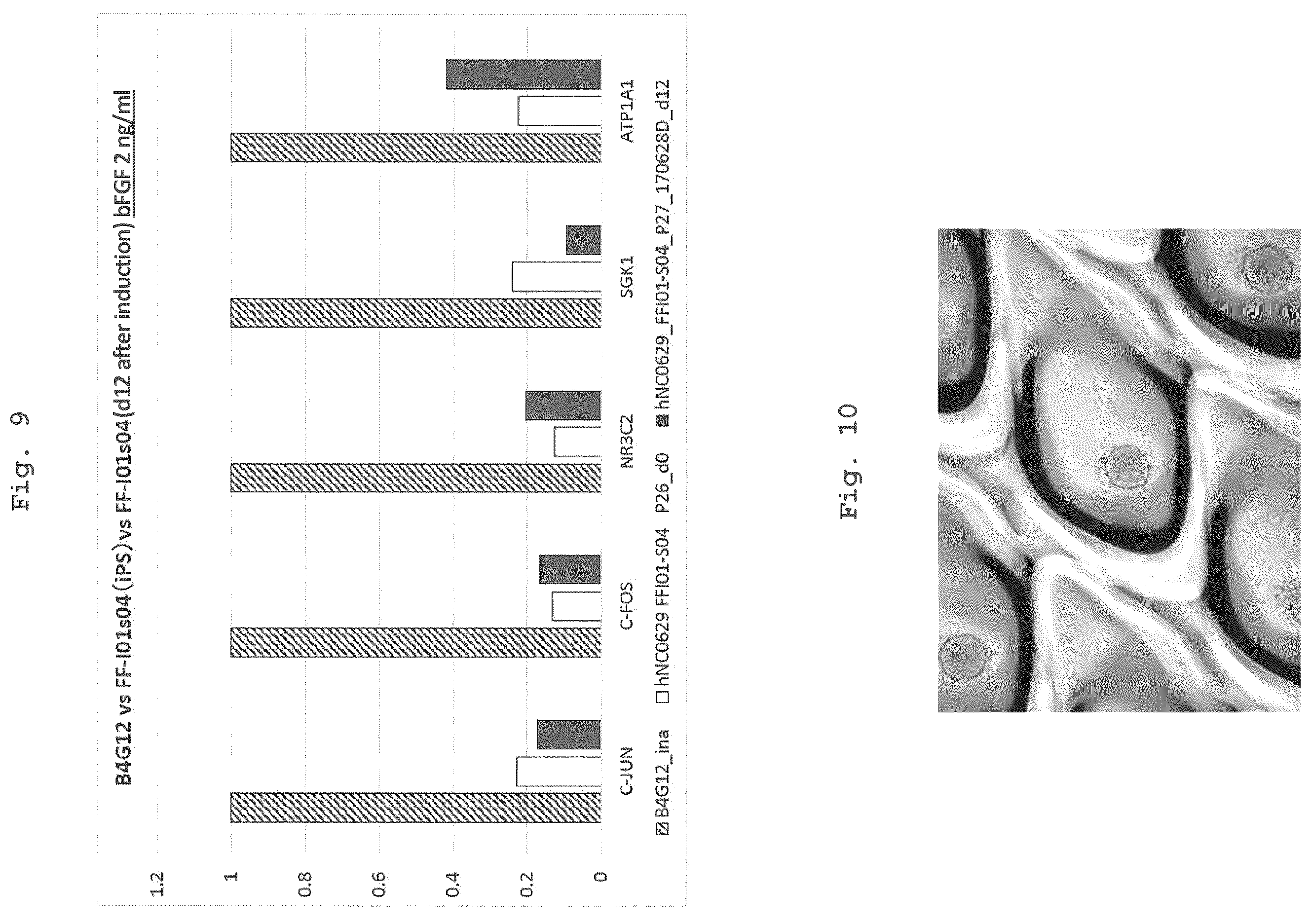 Patent US12350294 Figure 8 – Medium comprising serum replacement, IGF1, STAT3 activator and adrenal gland hormone without BFGF or rock inhibitor for producing corneal endothelial substitute cells from iPS cells and a method thereof