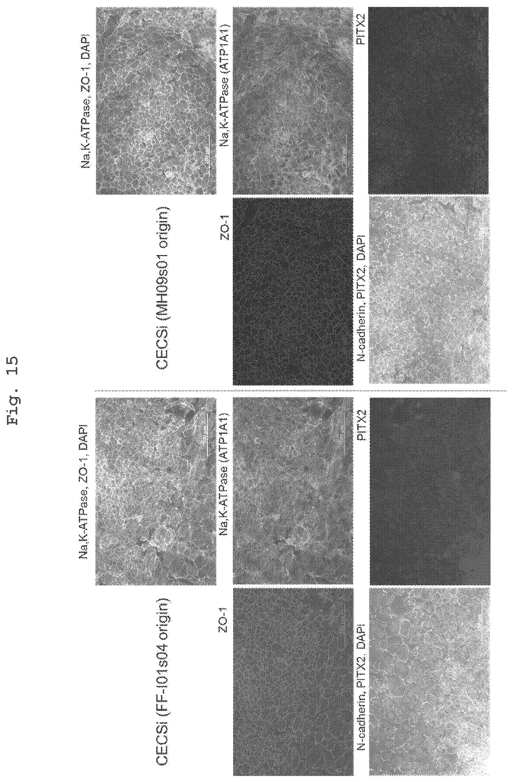 Patent US12350294 Figure 11 – Medium comprising serum replacement, IGF1, STAT3 activator and adrenal gland hormone without BFGF or rock inhibitor for producing corneal endothelial substitute cells from iPS cells and a method thereof