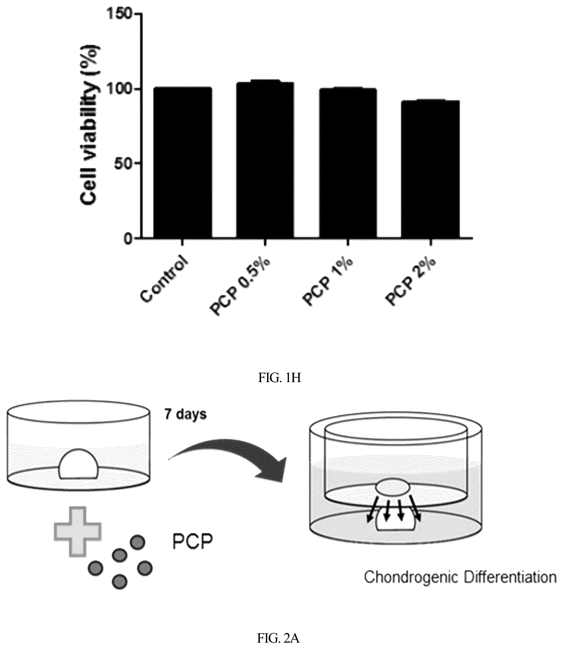 Patent US12350295 Figure 5 – Complex for promoting cartilage differentiation comprising cartilage cell-free crush and stem cell and use thereof