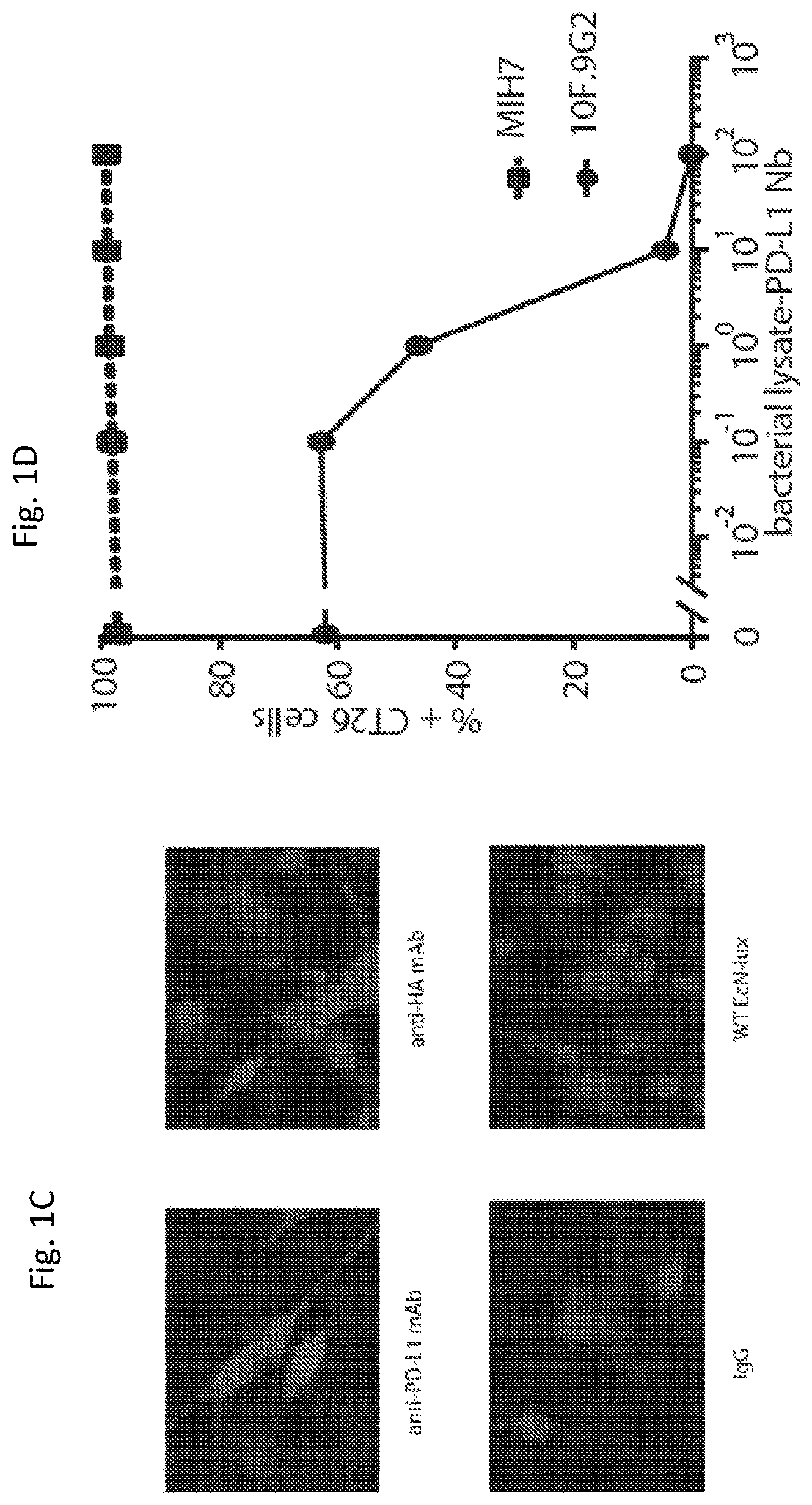 Patent US12350297 Figure 2 – Programmable bacteria for the treatment of cancer
