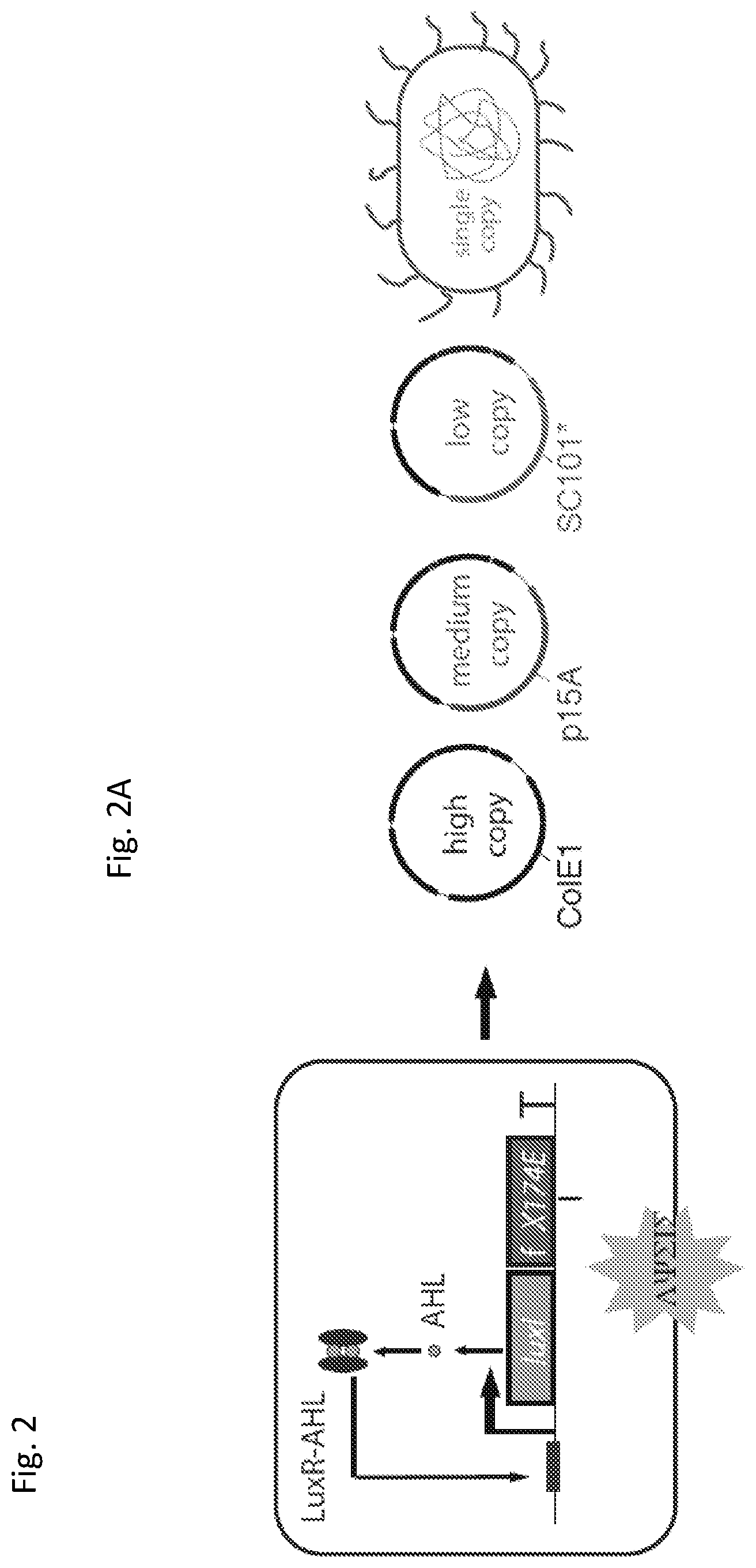 Patent US12350297 Figure 4 – Programmable bacteria for the treatment of cancer