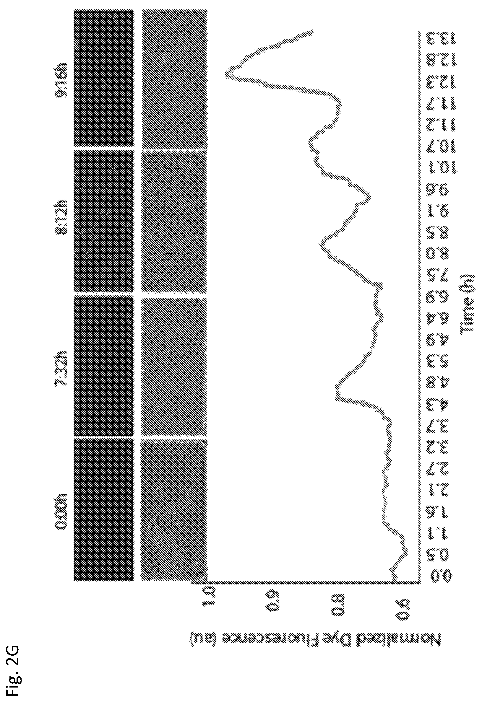 Patent US12350297 Figure 8 – Programmable bacteria for the treatment of cancer