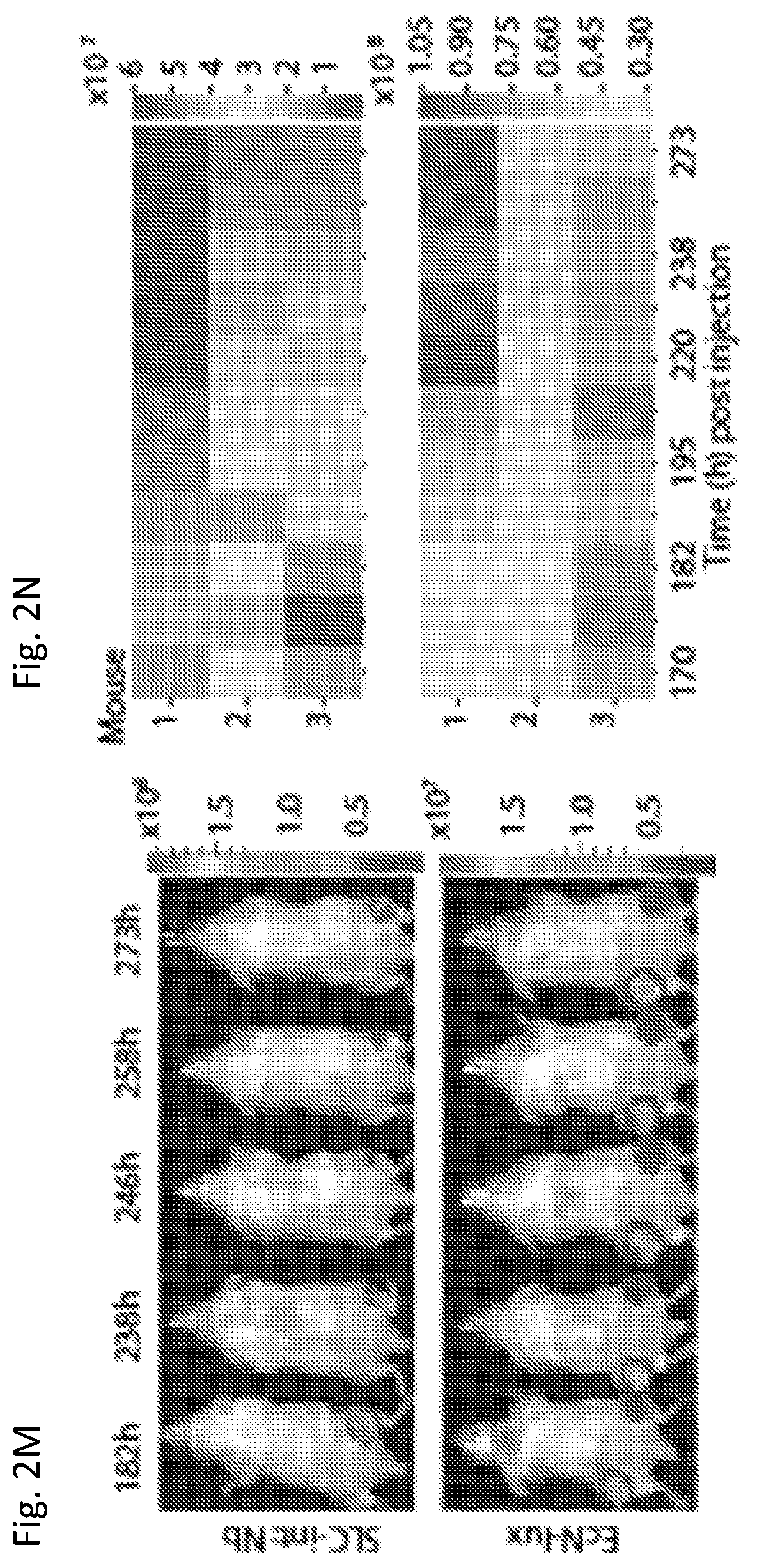 Patent US12350297 Figure 12 – Programmable bacteria for the treatment of cancer