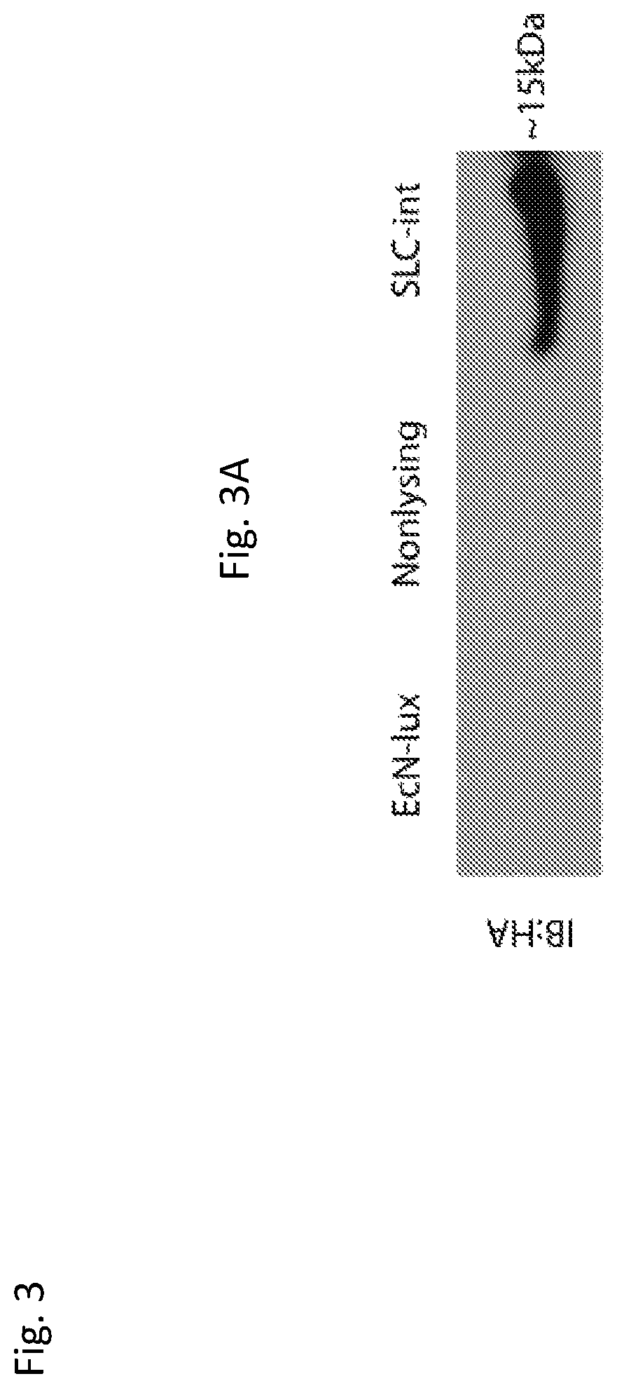 Patent US12350297 Figure 14 – Programmable bacteria for the treatment of cancer