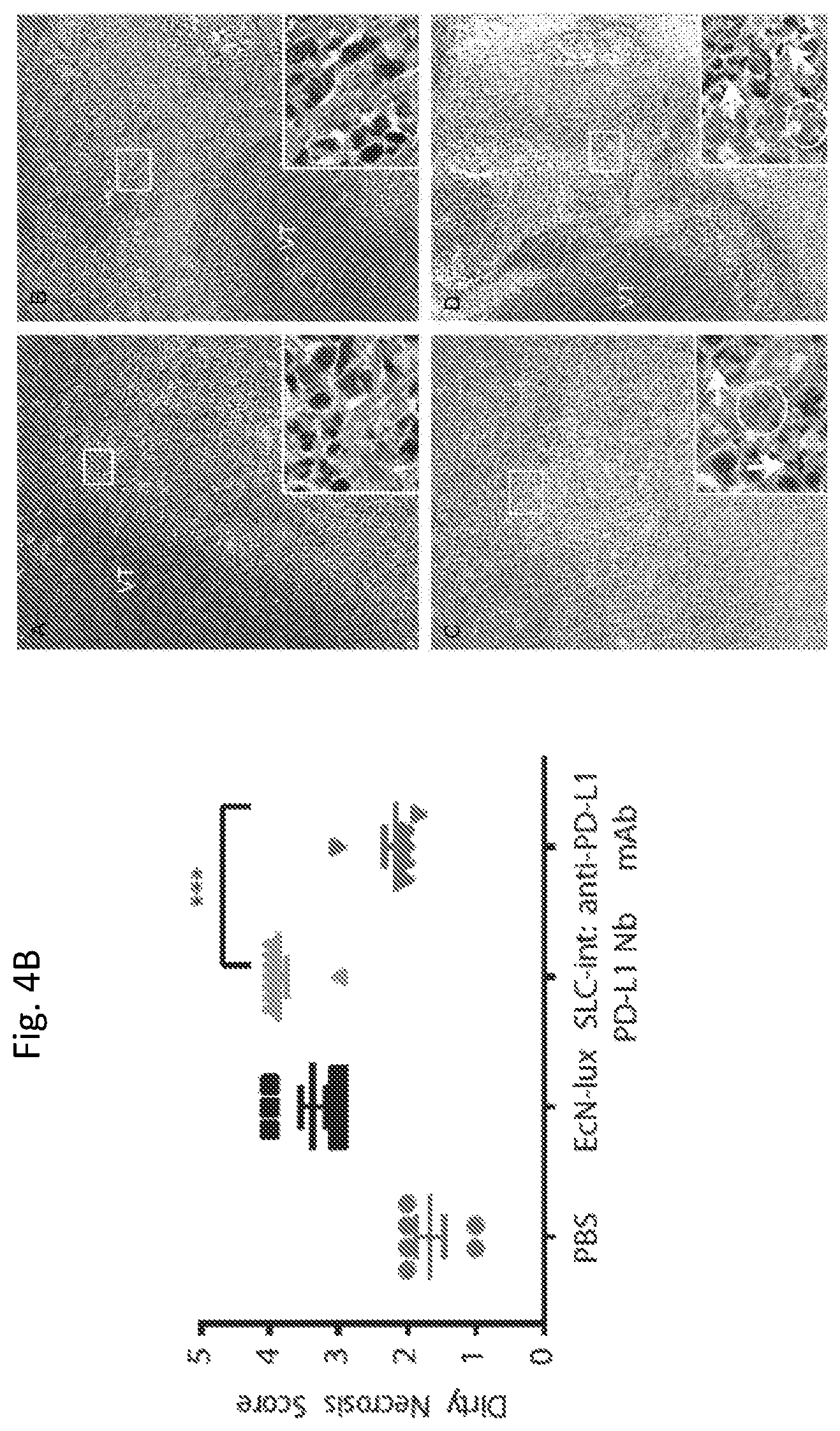 Patent US12350297 Figure 20 – Programmable bacteria for the treatment of cancer