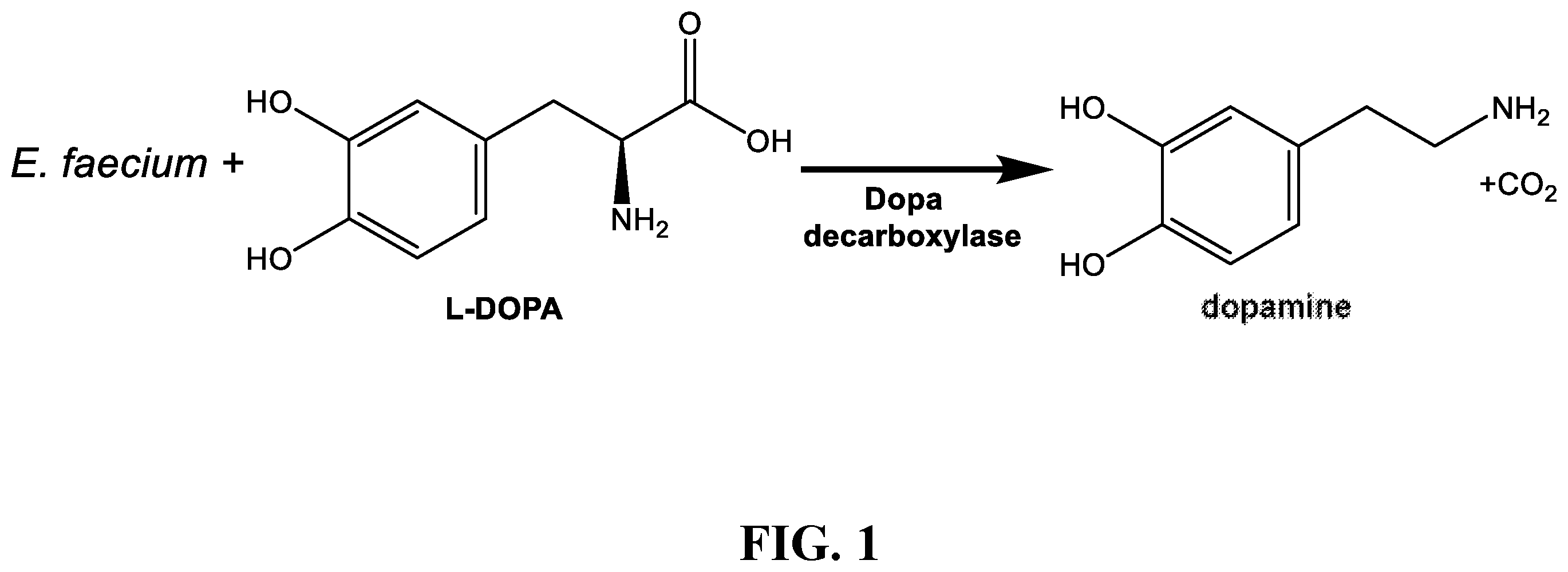 Patent US12350300 — Use of dopamine producing products to increase vaccine efficacy — Figure 1
