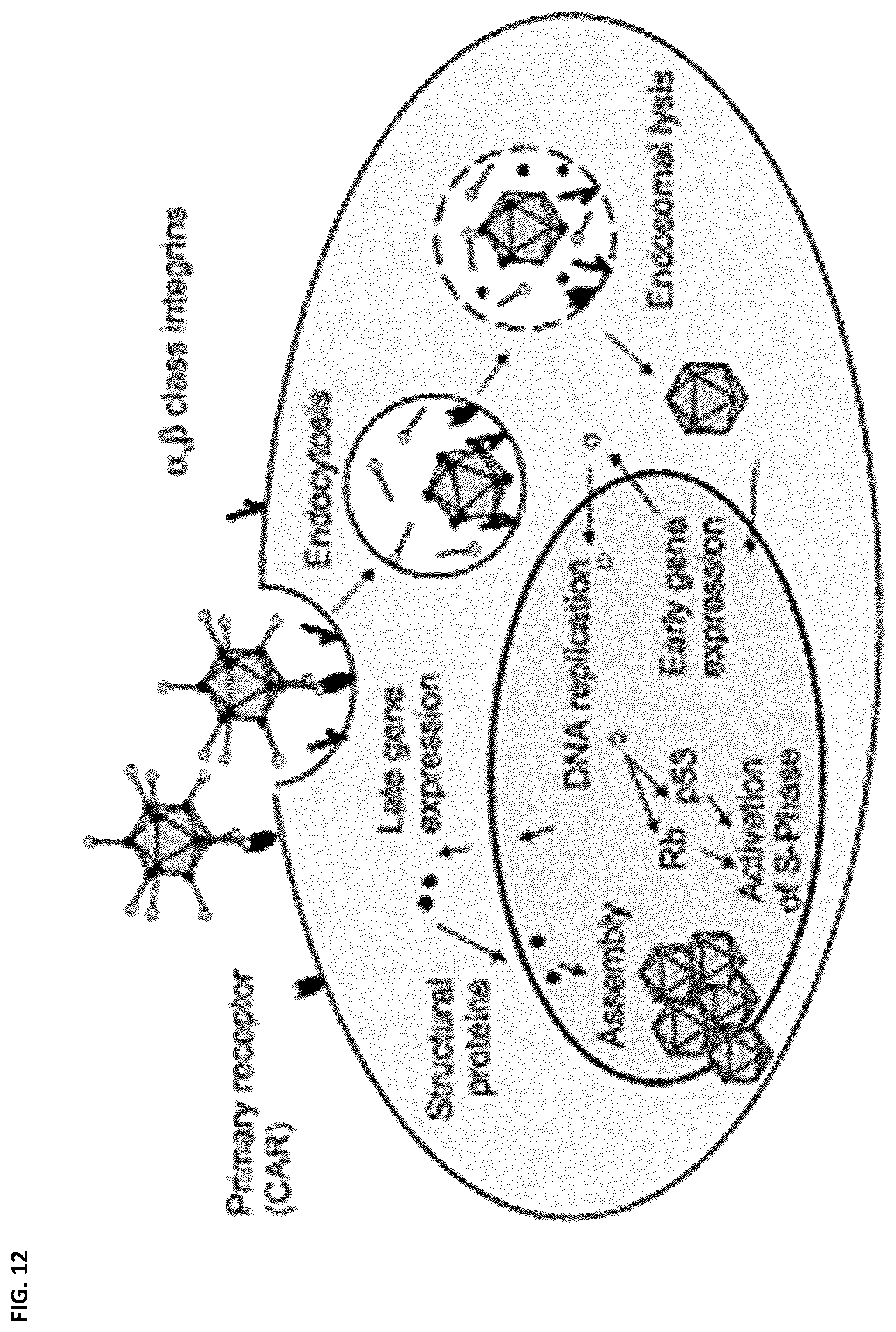 Patent US12350302 Figure 18 – Dosing regime and formulations for type B adenoviruses
