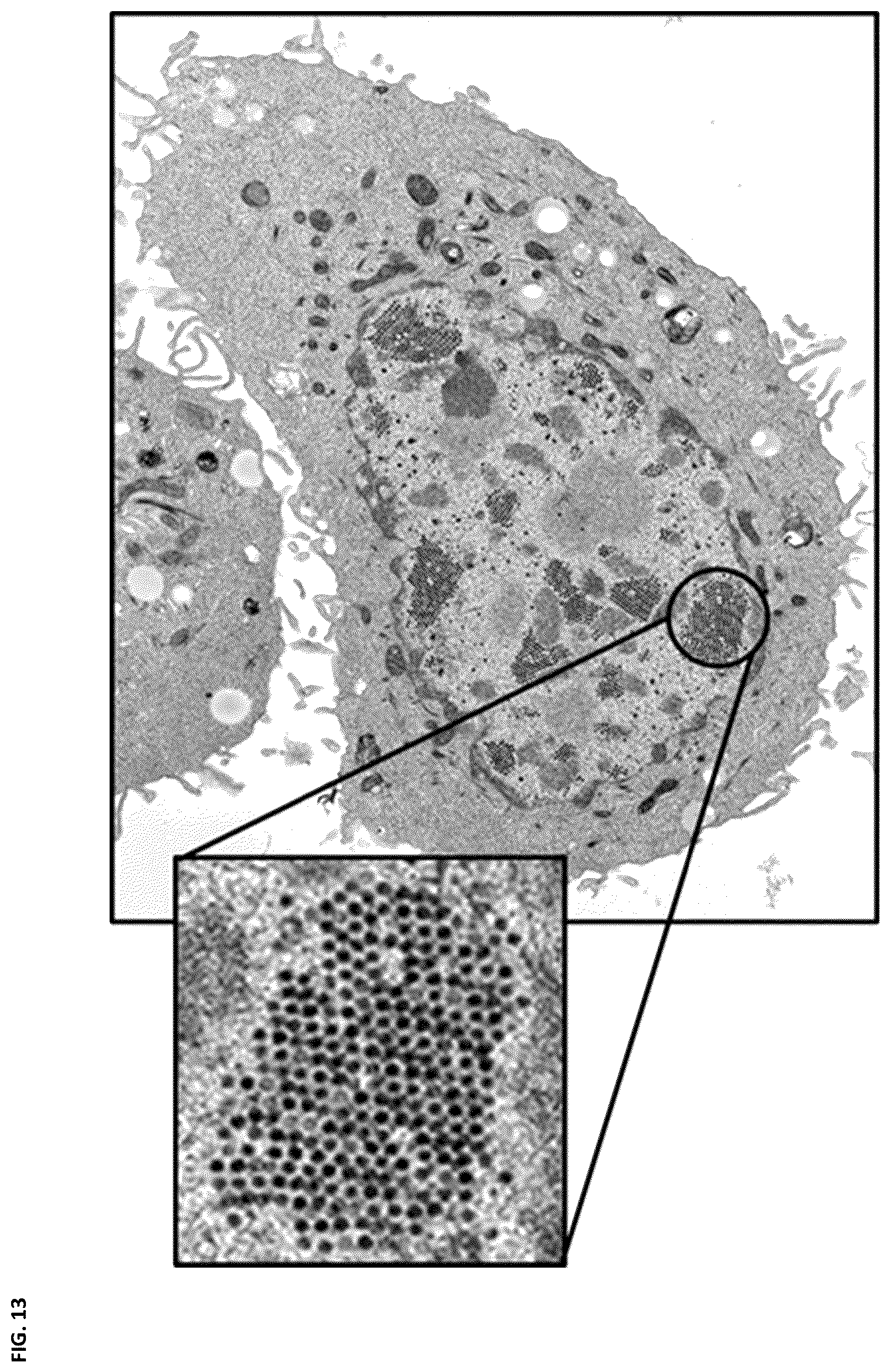 Patent US12350302 Figure 19 – Dosing regime and formulations for type B adenoviruses