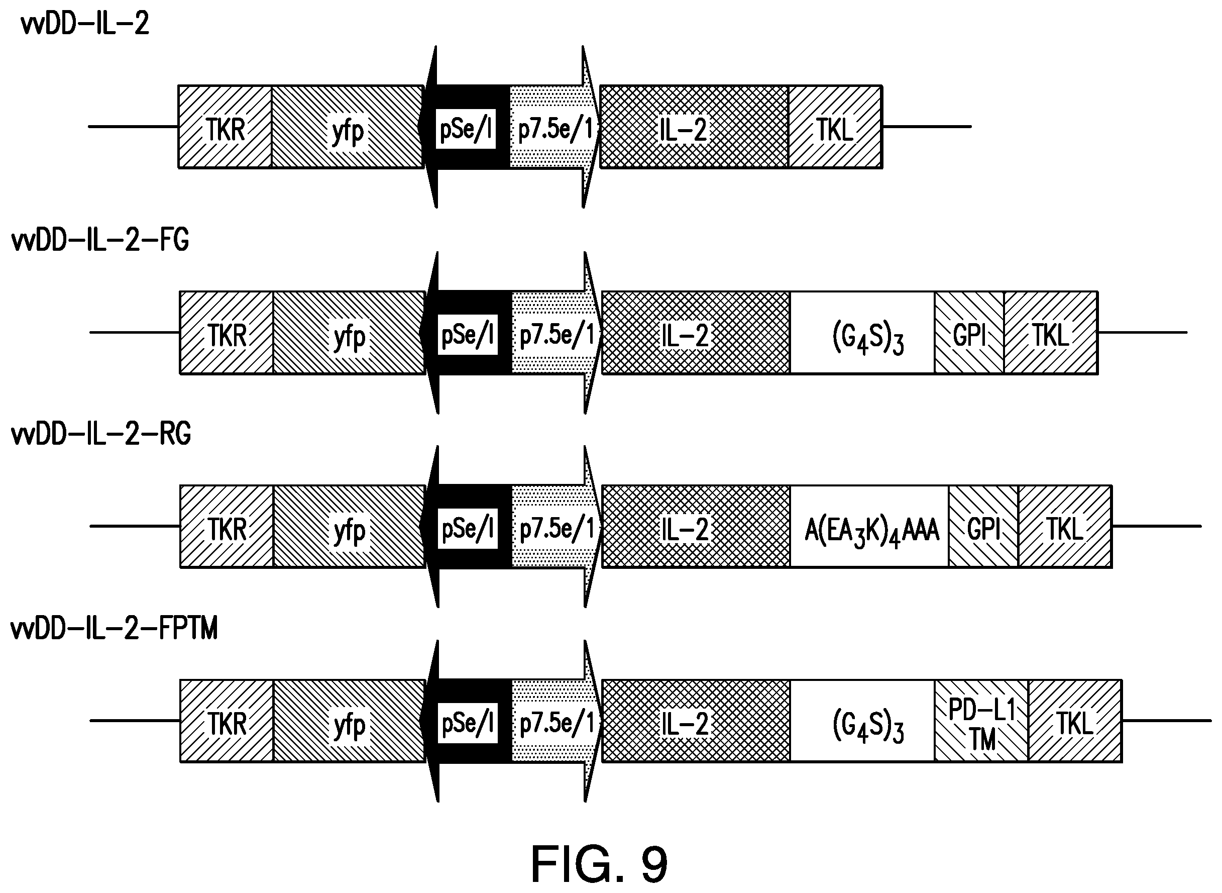 Patent US12350303 Figure 11 – Oncolytic virus therapy