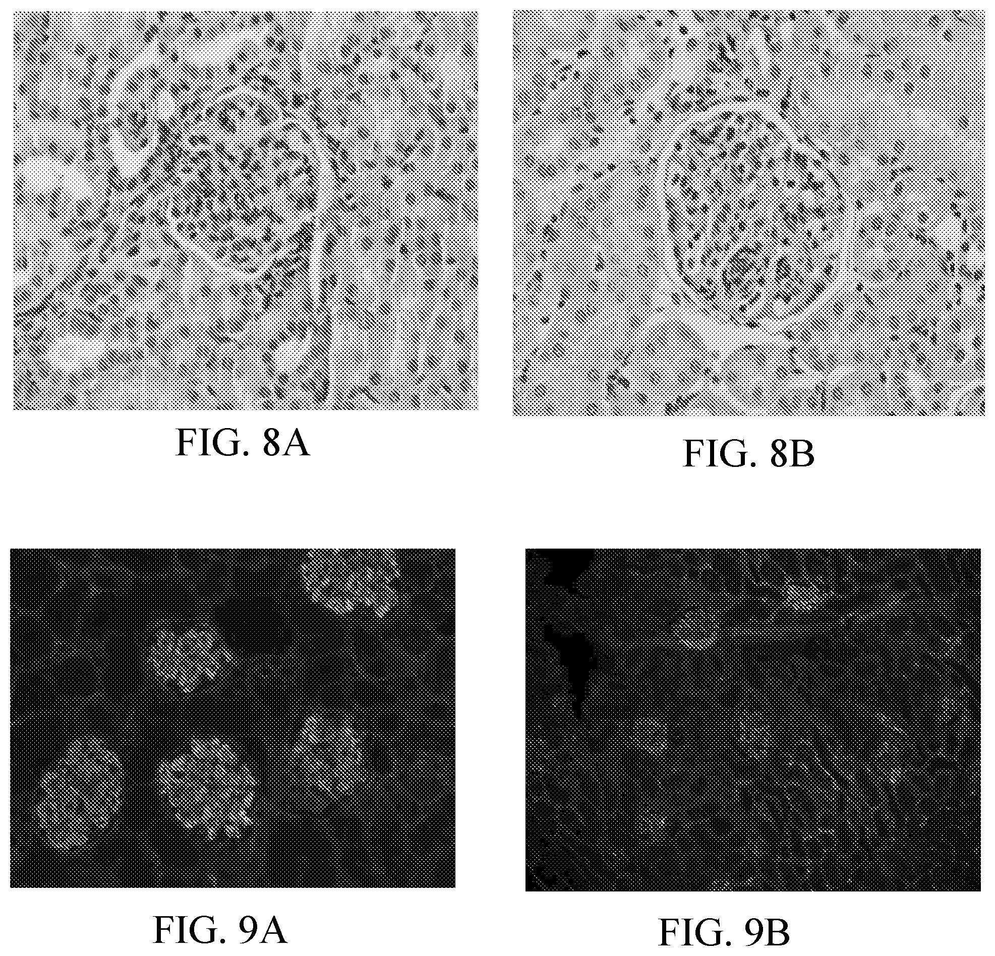 Patent US12350308 Figure 4 – Phosphorylcholine conjugates and uses thereof