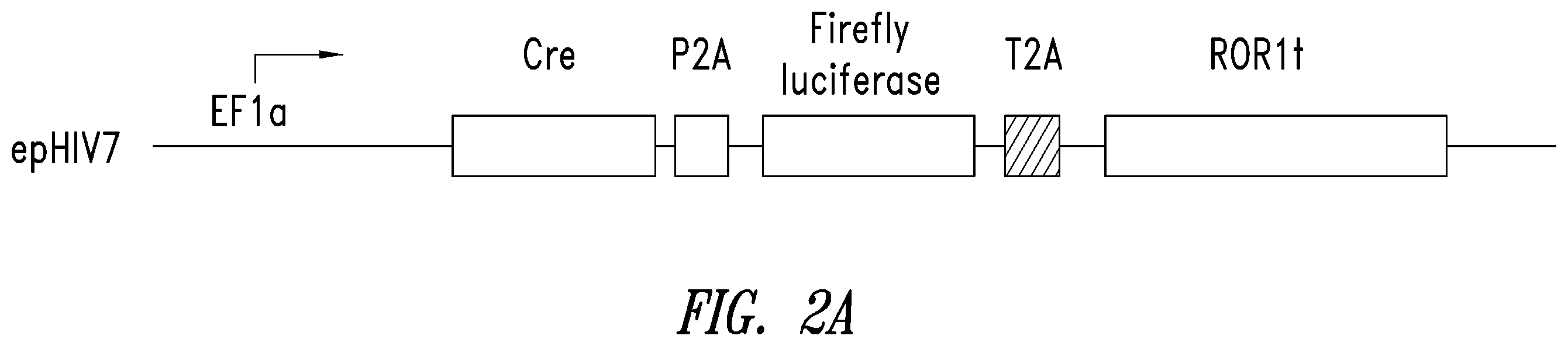 Patent US12350312 Figure 2 – Methods for improving adoptive cell therapy
