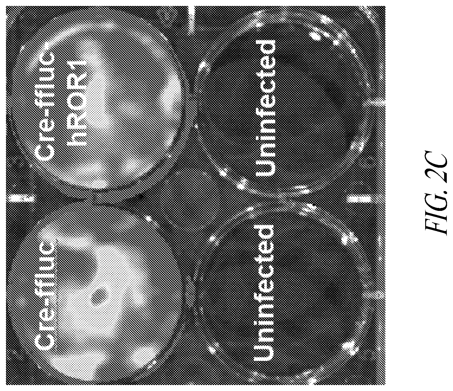 Patent US12350312 Figure 4 – Methods for improving adoptive cell therapy