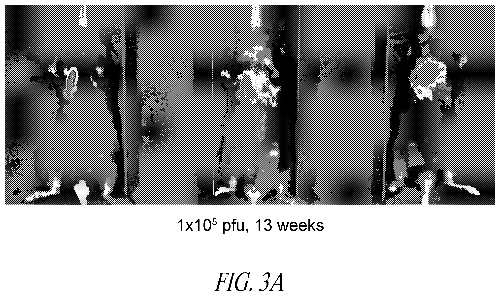 Patent US12350312 Figure 5 – Methods for improving adoptive cell therapy