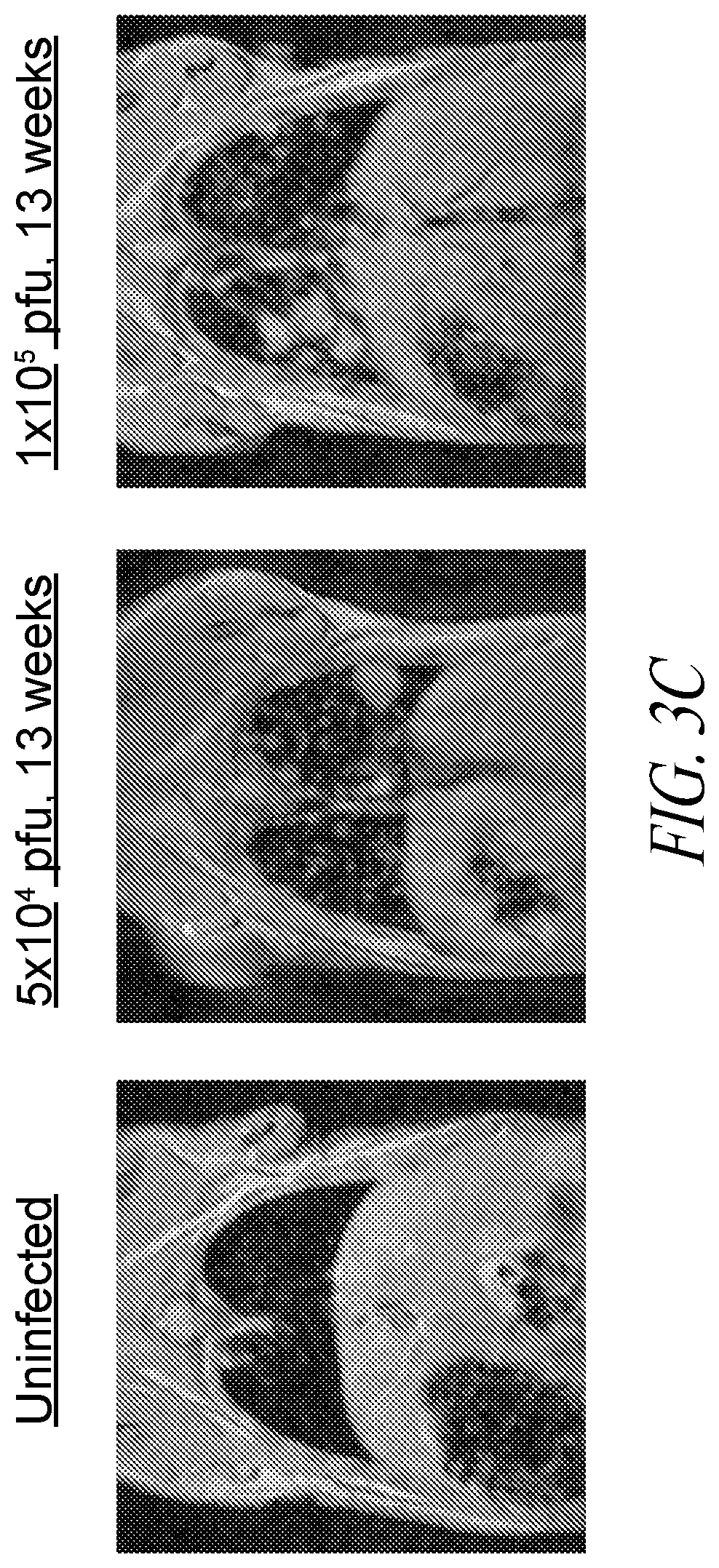 Patent US12350312 Figure 7 – Methods for improving adoptive cell therapy
