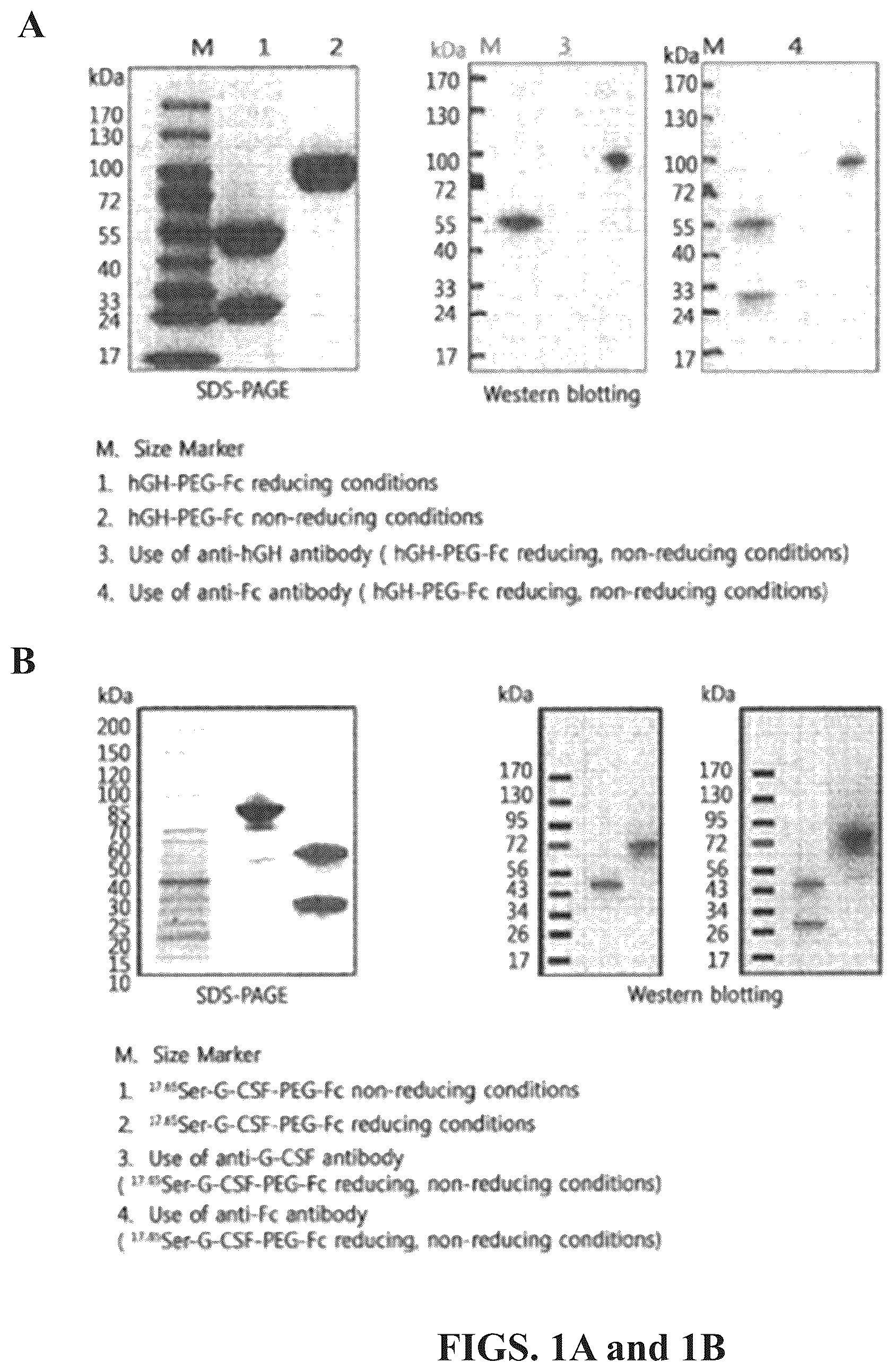 Patent US12350315 — Methods of treating neutorpenia using G-CSF protein complex — Figure 1
