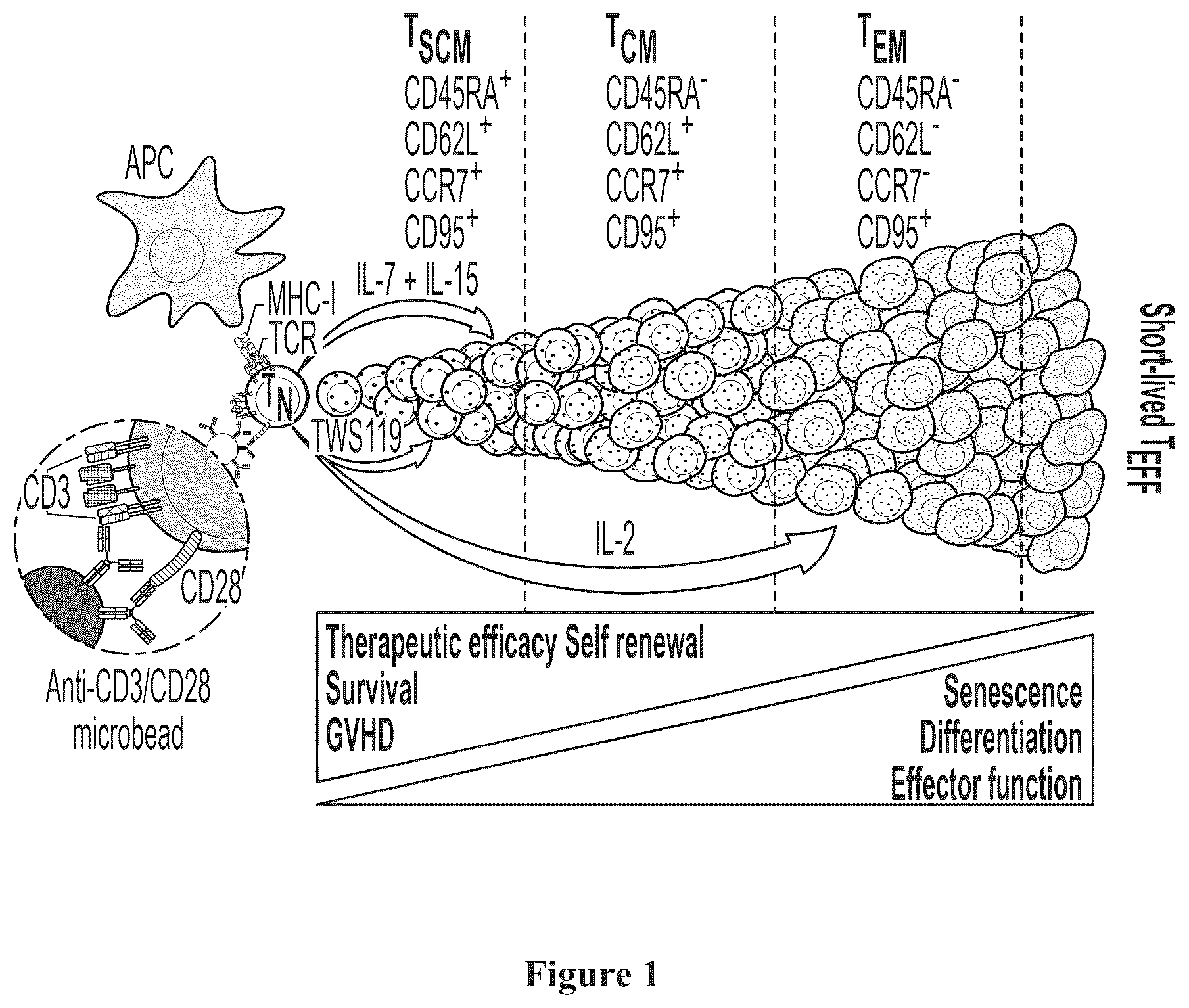 Patent US12350316 — IL7-IL 15 TxM compositions and methods — Figure 1
