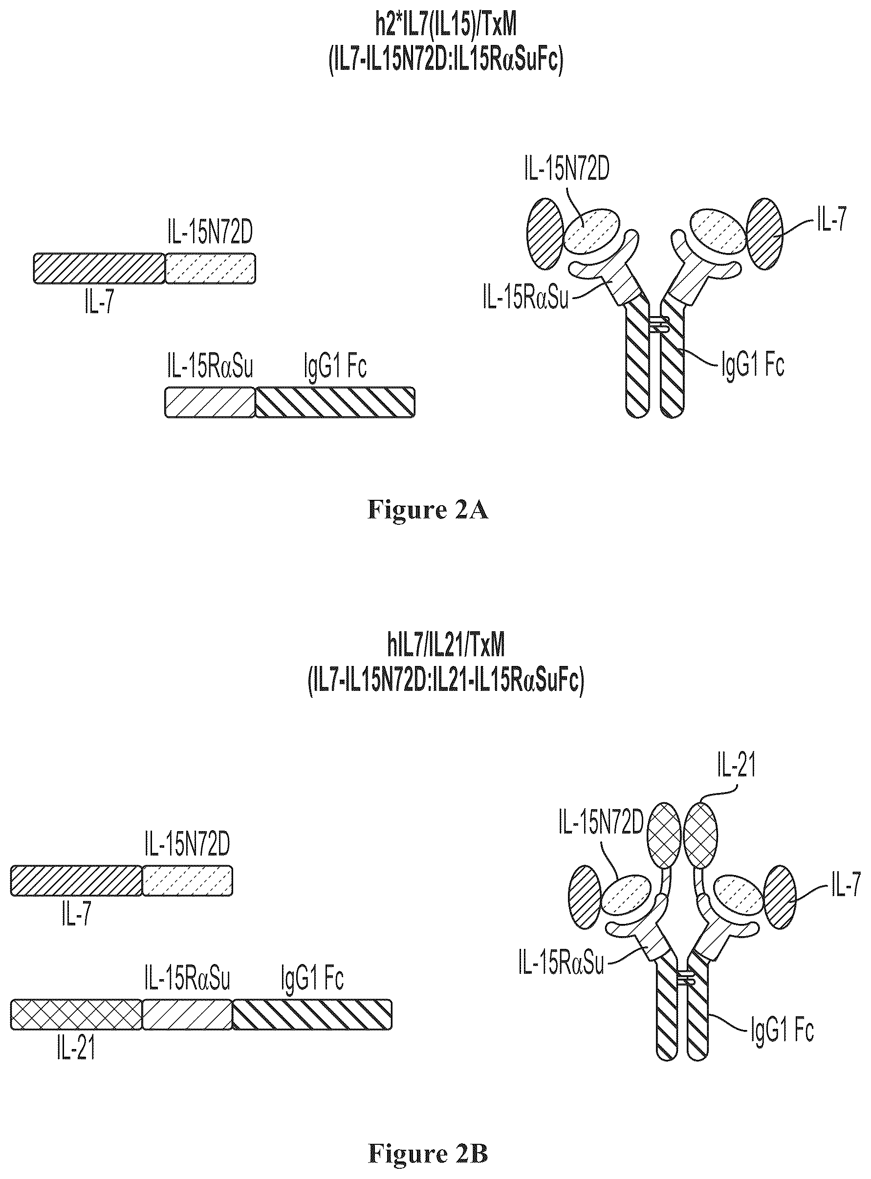 Patent US12350316 Figure 2 – IL7-IL 15 TxM compositions and methods
