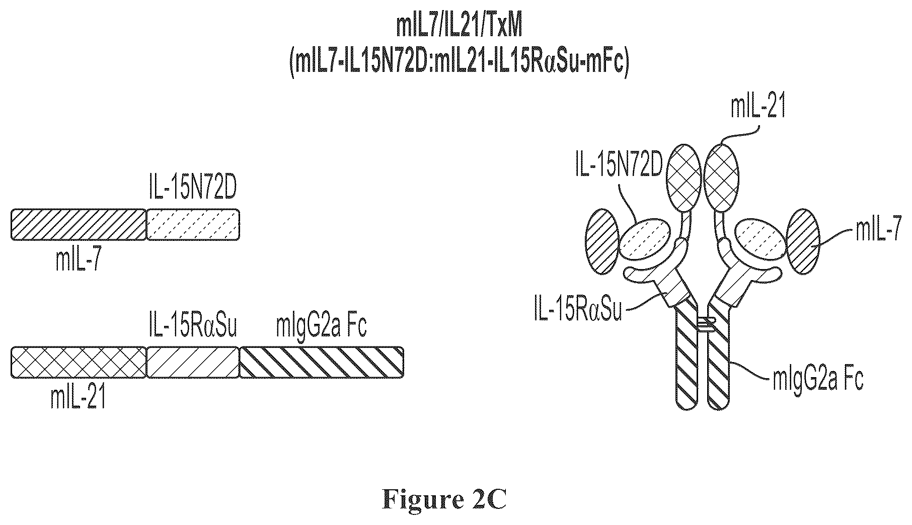 Patent US12350316 Figure 3 – IL7-IL 15 TxM compositions and methods