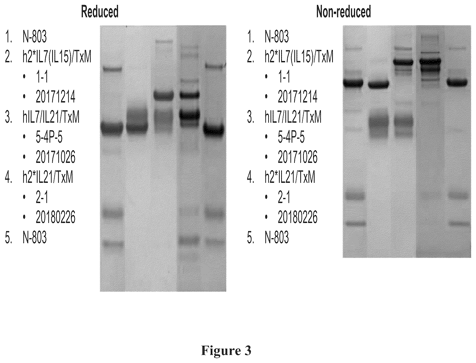 Patent US12350316 Figure 4 – IL7-IL 15 TxM compositions and methods