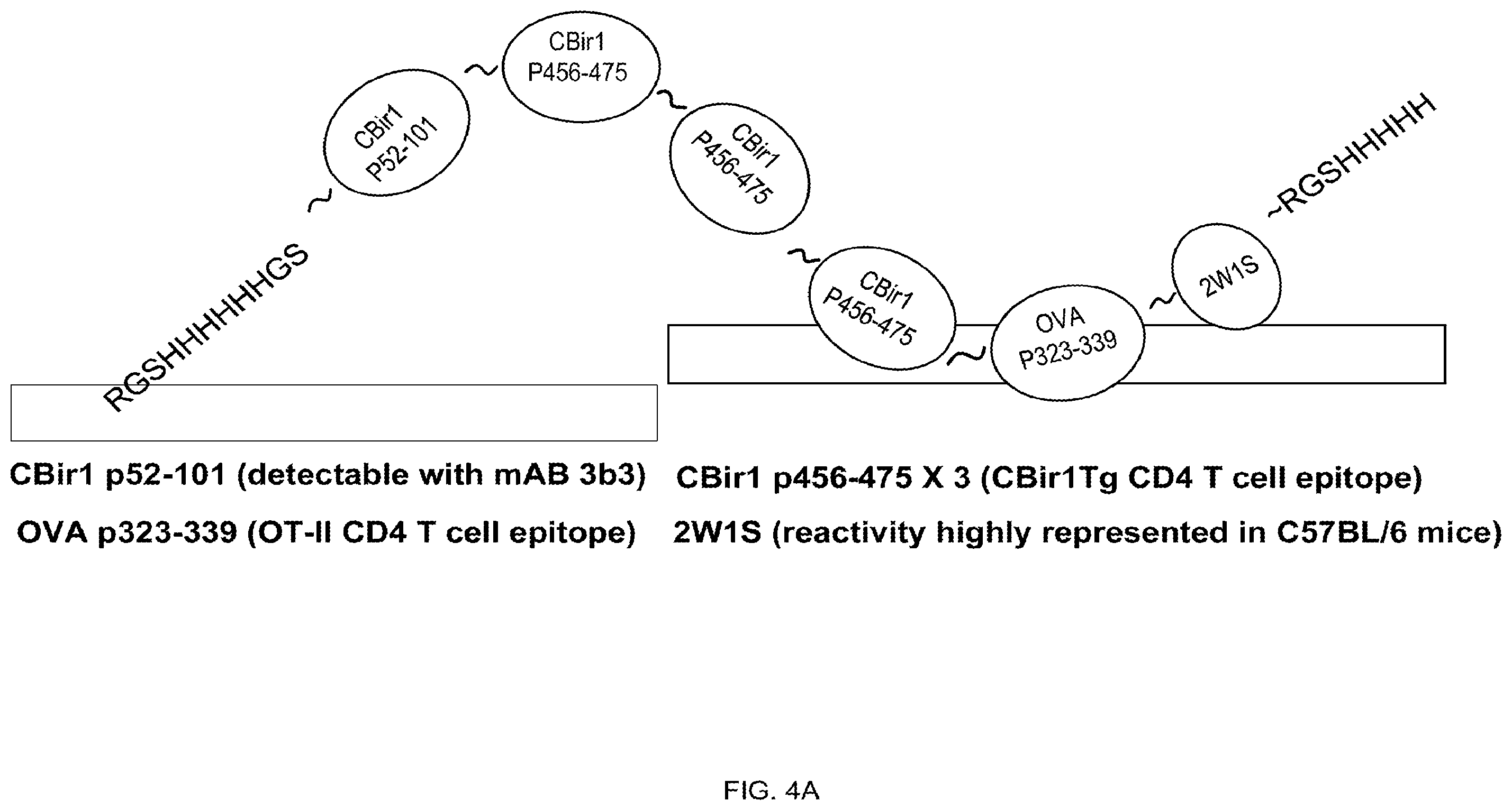 Patent US12350317 Figure 4 – Immunotherapy for the treatment and prevention of inflammatory bowel disease