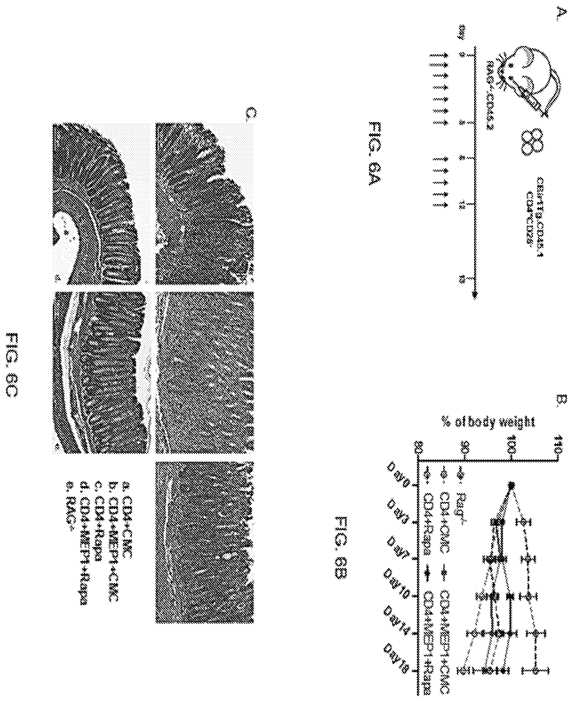 Patent US12350317 Figure 11 – Immunotherapy for the treatment and prevention of inflammatory bowel disease