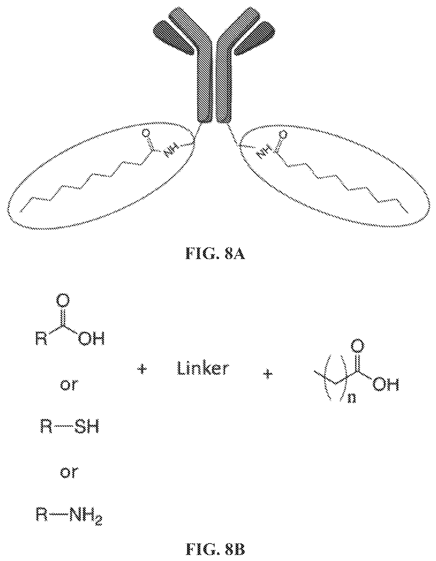 Patent US12350320 Figure 13 – Compositions comprising pharmaceutically acceptable salts of glucagon-like peptide-1 analogs and pharmaceutically acceptable salts of amylin analogs, and uses thereof
