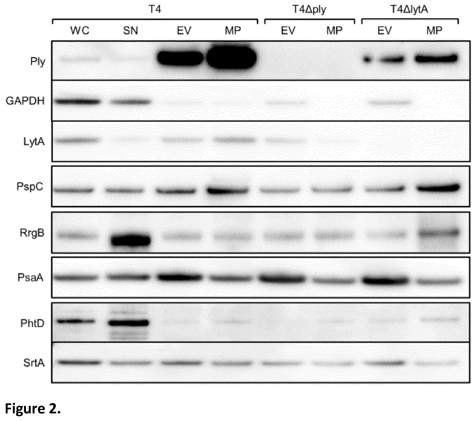 Patent US12350324 Figure 2 – Streptococcal vaccines