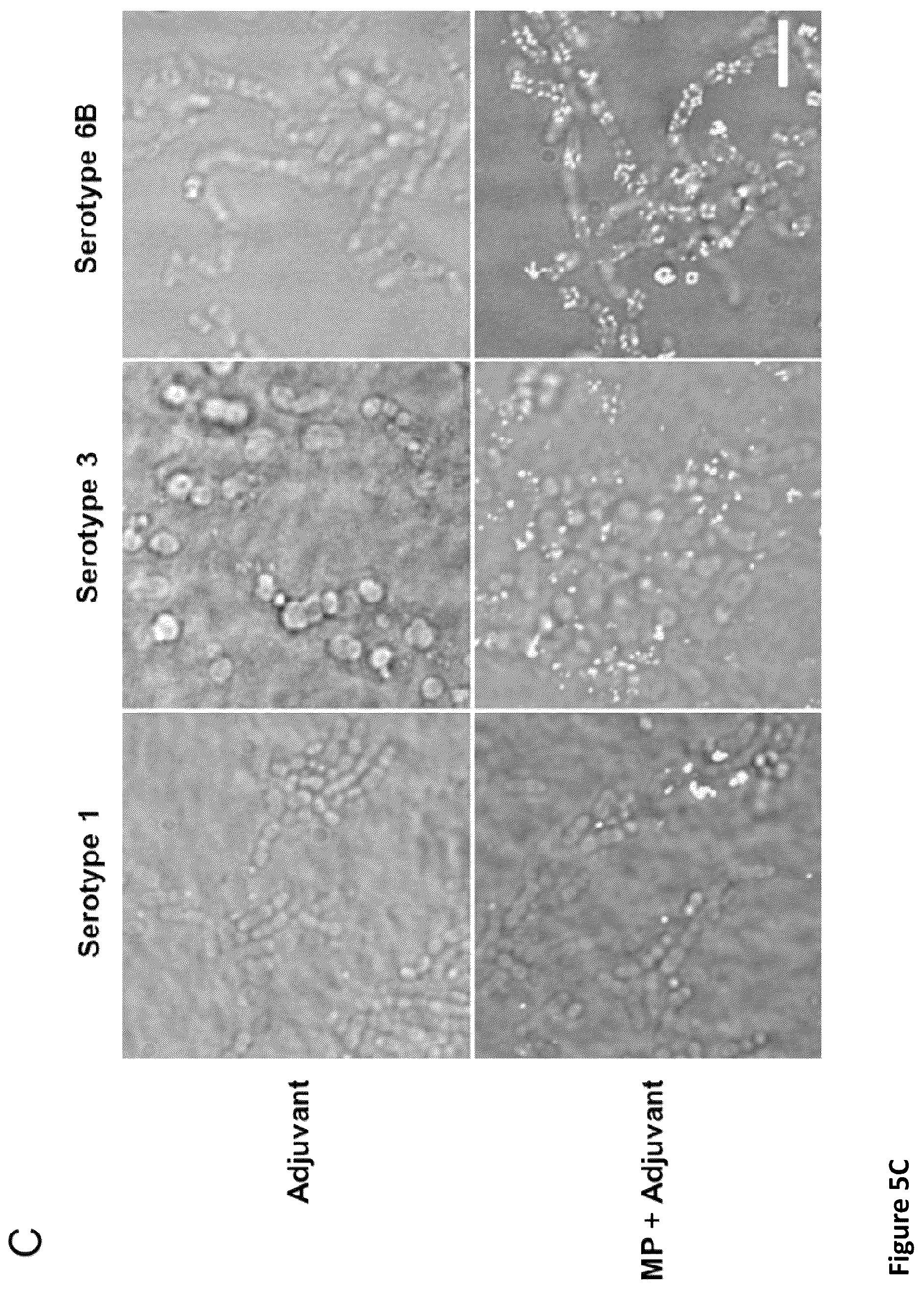 Patent US12350324 Figure 10 – Streptococcal vaccines