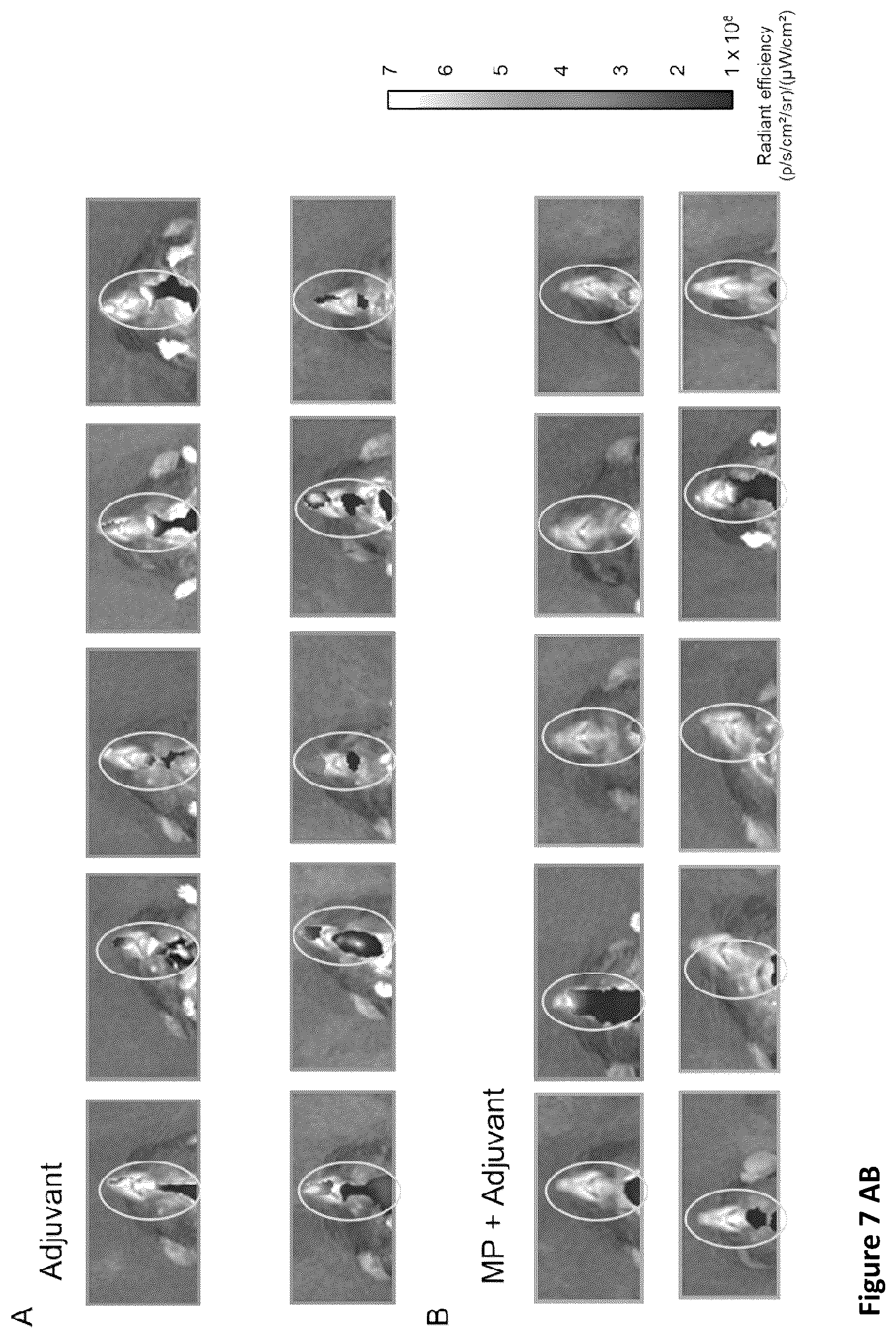 Patent US12350324 Figure 15 – Streptococcal vaccines