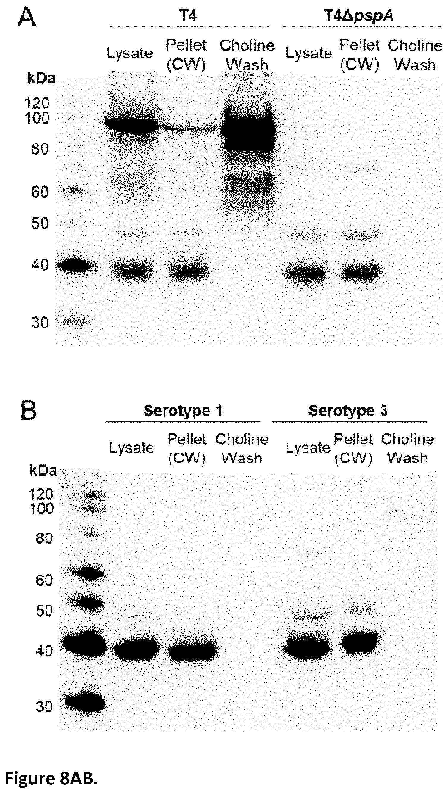 Patent US12350324 Figure 17 – Streptococcal vaccines