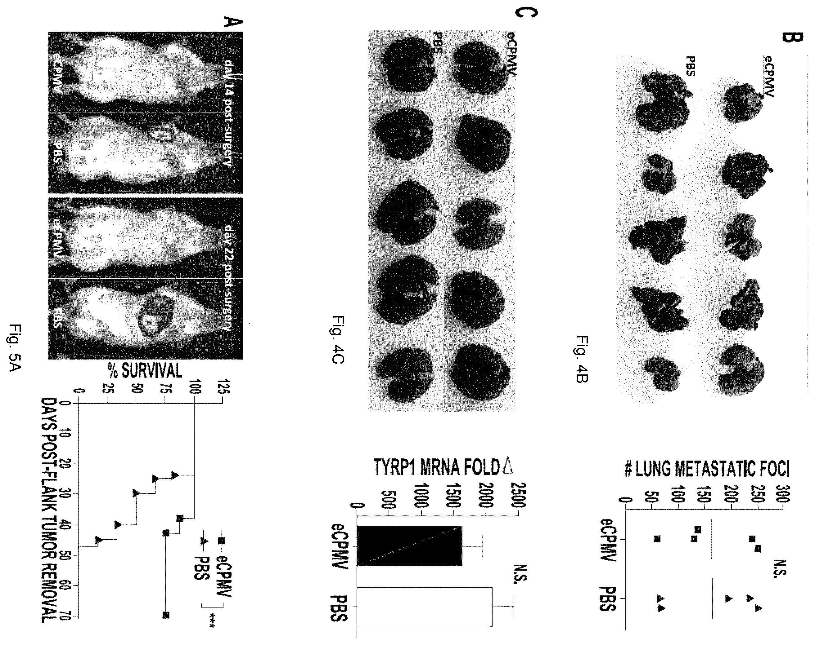 Patent US12350326 Figure 6 – Cancer immunotherapy using virus particles