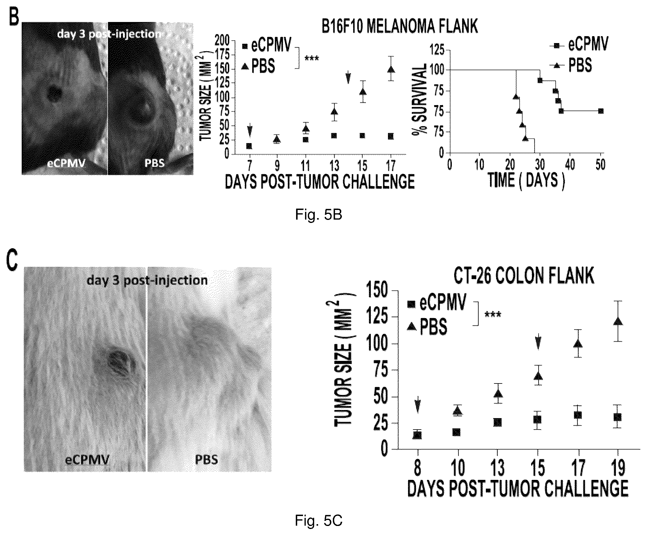 Patent US12350326 Figure 7 – Cancer immunotherapy using virus particles