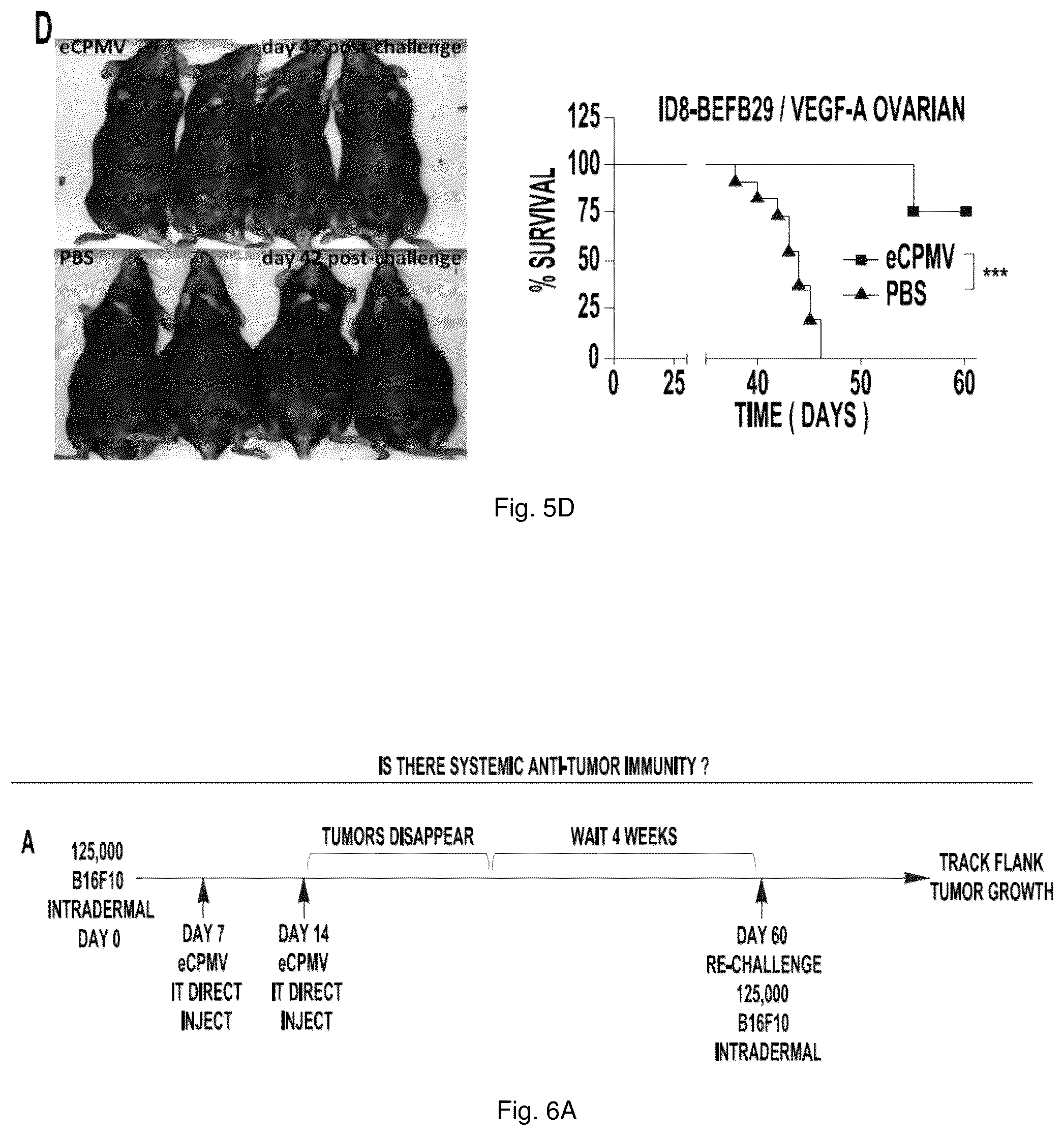 Patent US12350326 Figure 8 – Cancer immunotherapy using virus particles