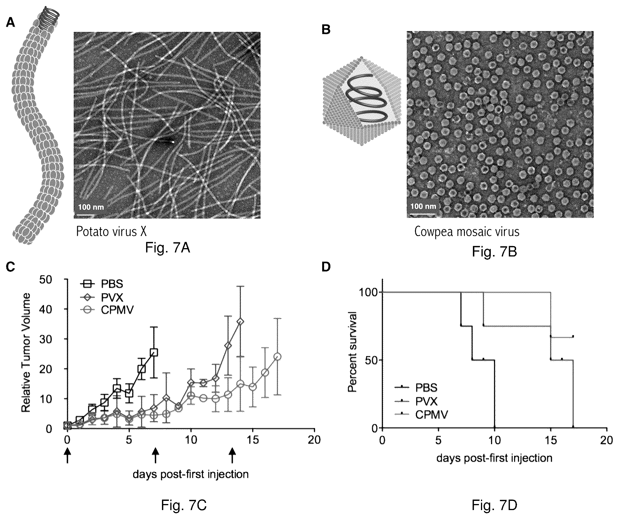 Patent US12350326 Figure 10 – Cancer immunotherapy using virus particles