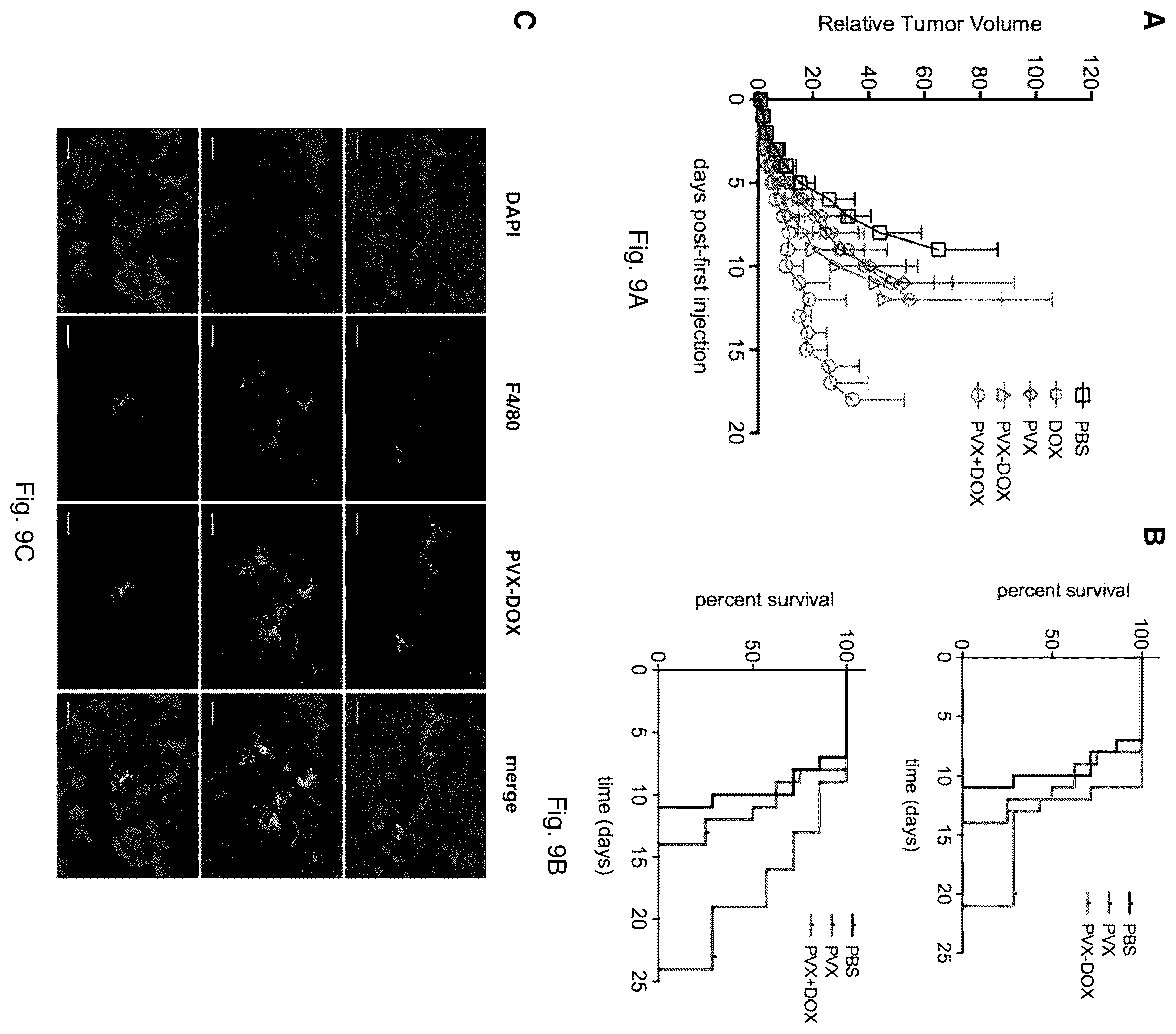 Patent US12350326 Figure 12 – Cancer immunotherapy using virus particles