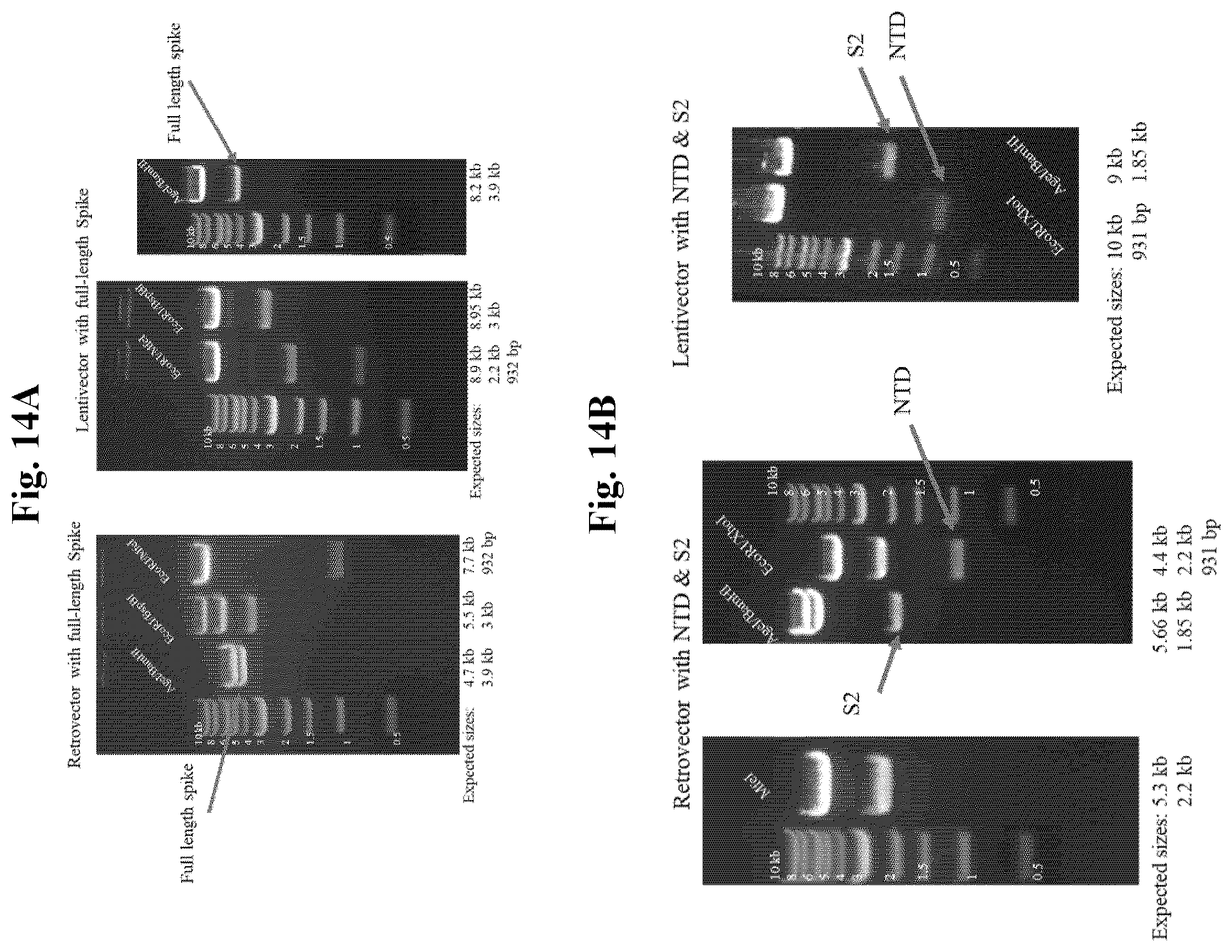 Patent US12350327 Figure 14 – Compositions and methods for therapeutic or vaccine delivery